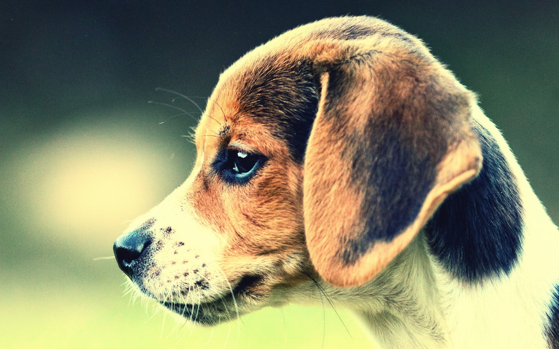 cane beagle amico
