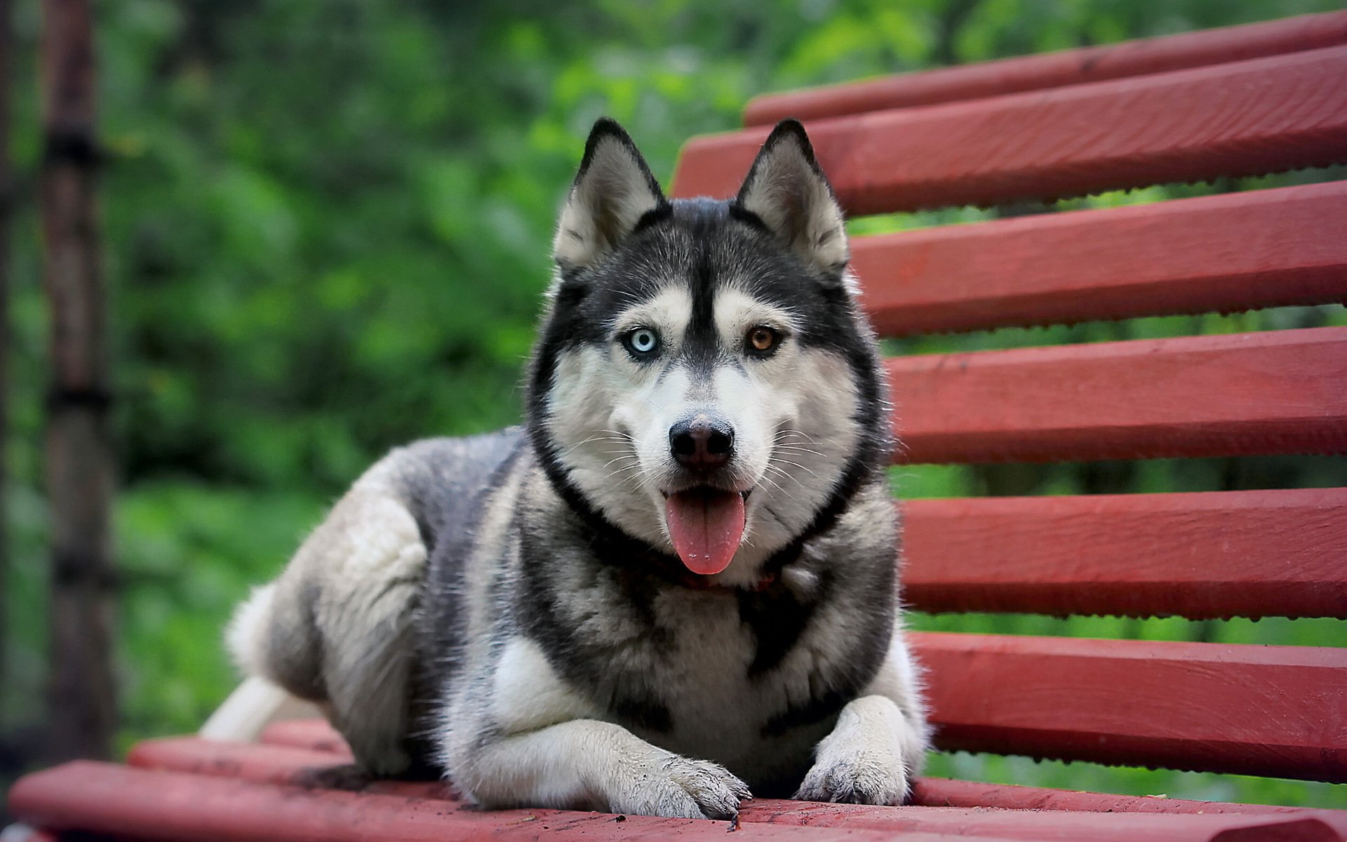 siberian huskus hund bank