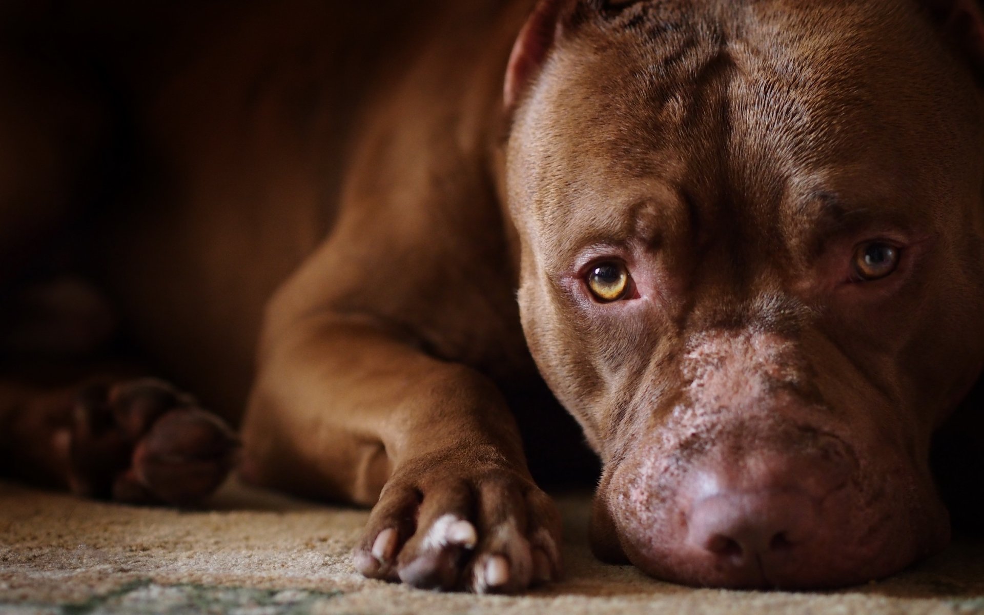 chien belle laide ami