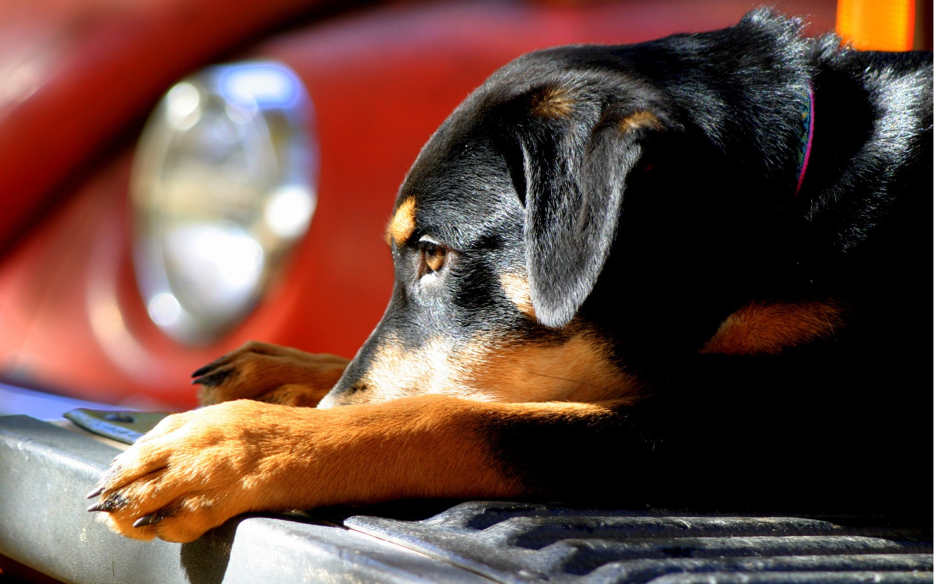 cane cucciolo sole cane da pastore paraurti auto