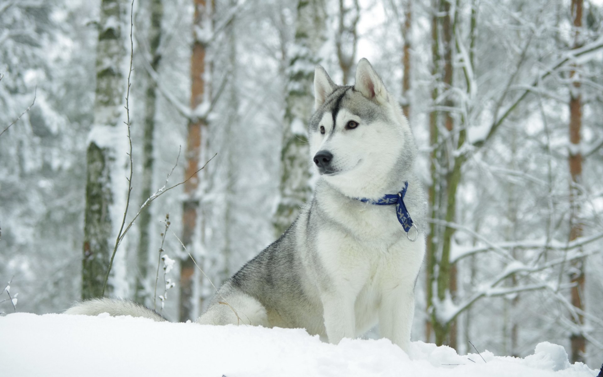hund huskus winter
