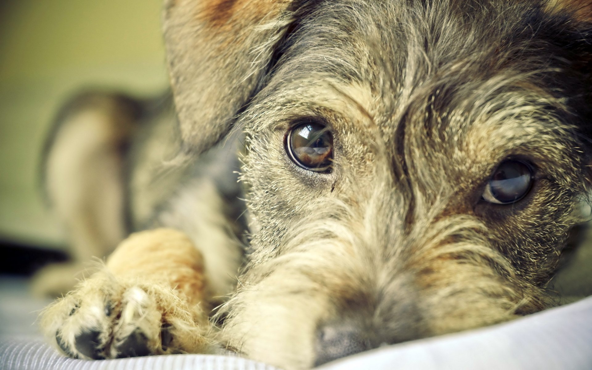 perro mirada amigo