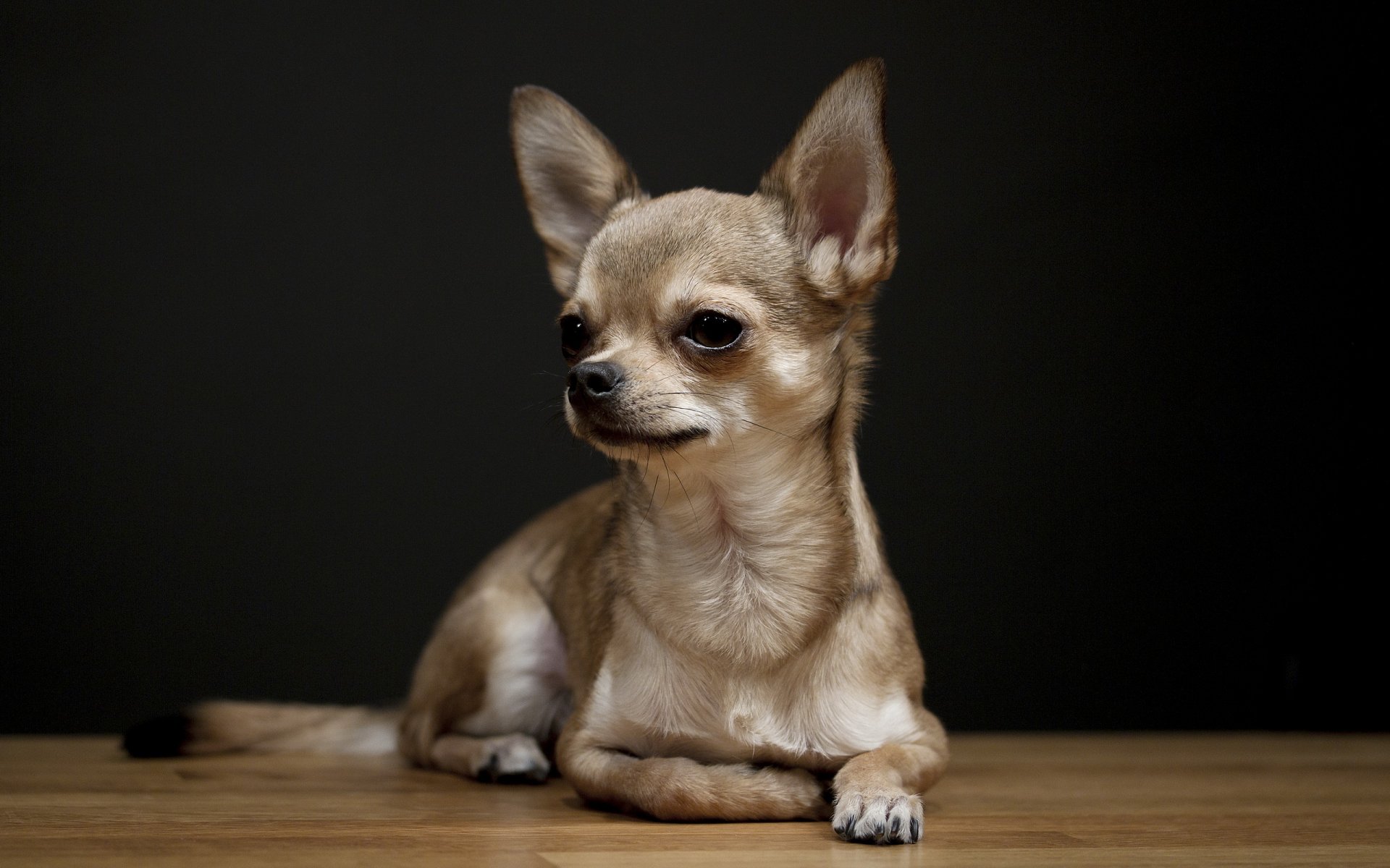 dog view background