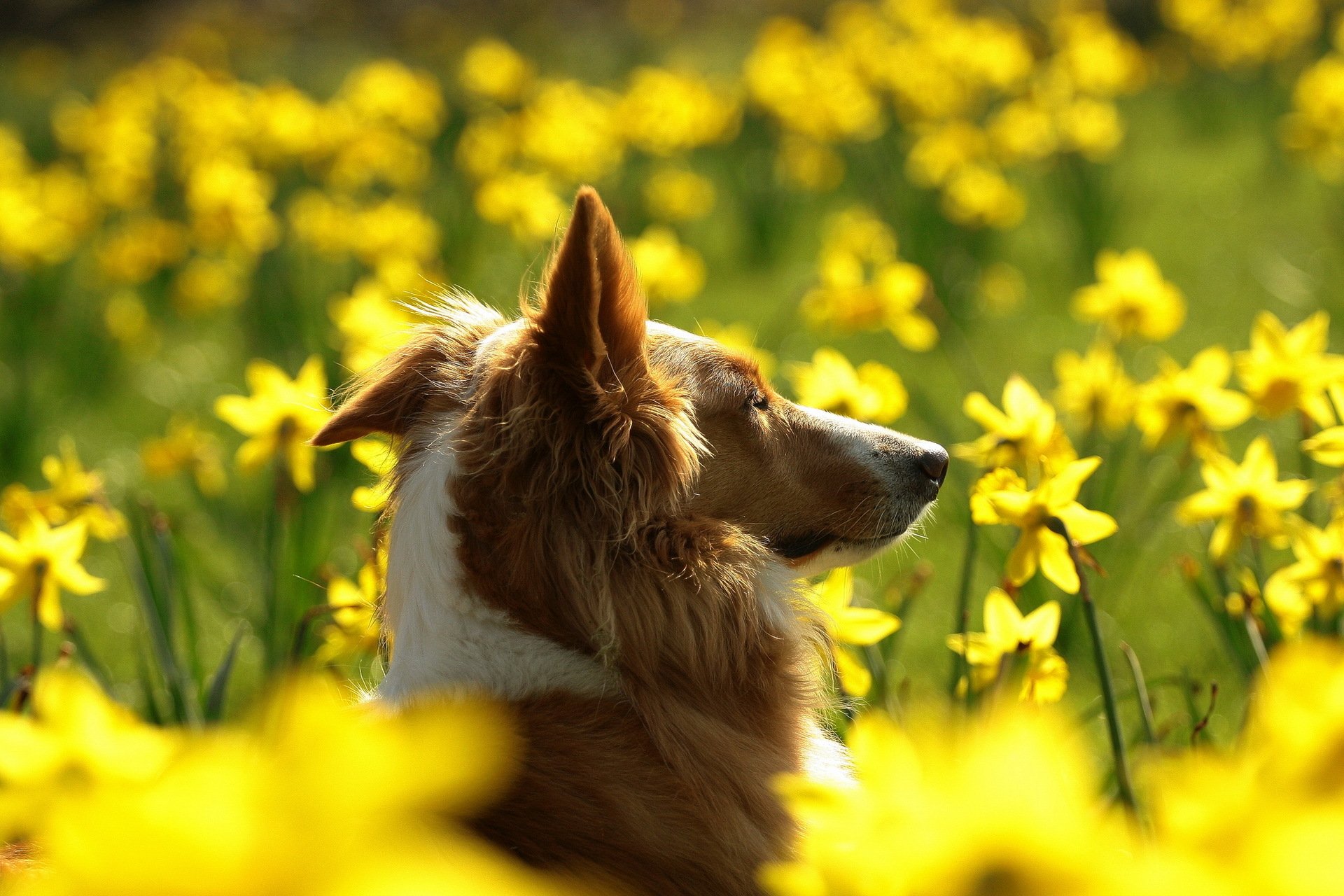 chien champ fleurs