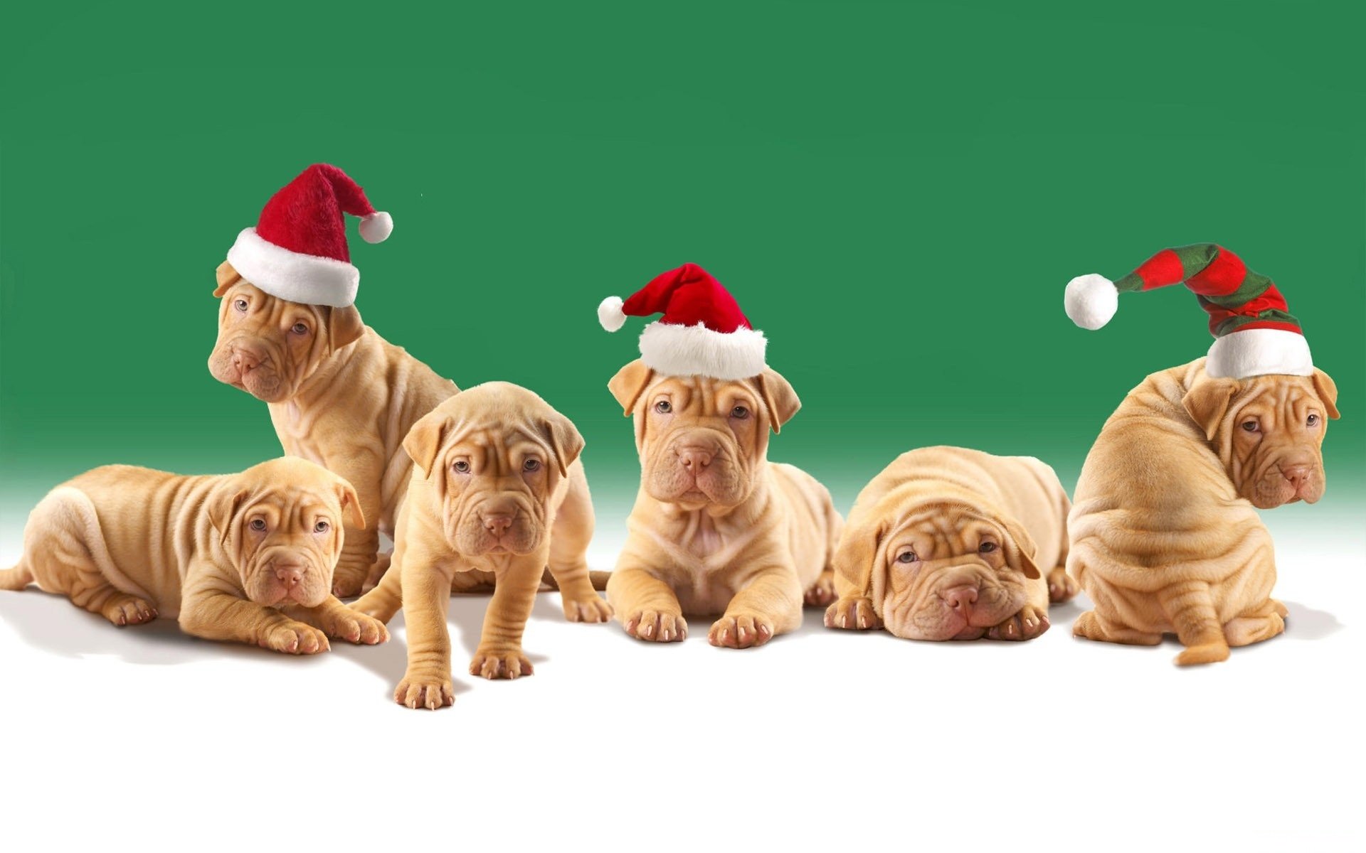 dogs shar pei puppies christmas hat