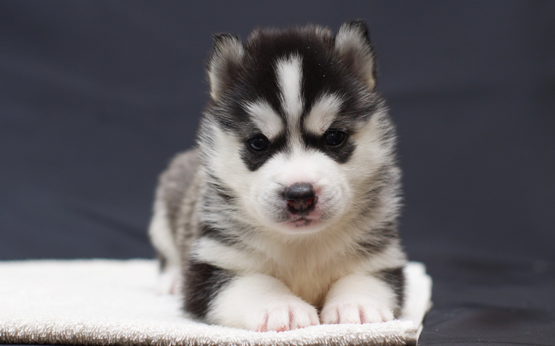 dog puppy view