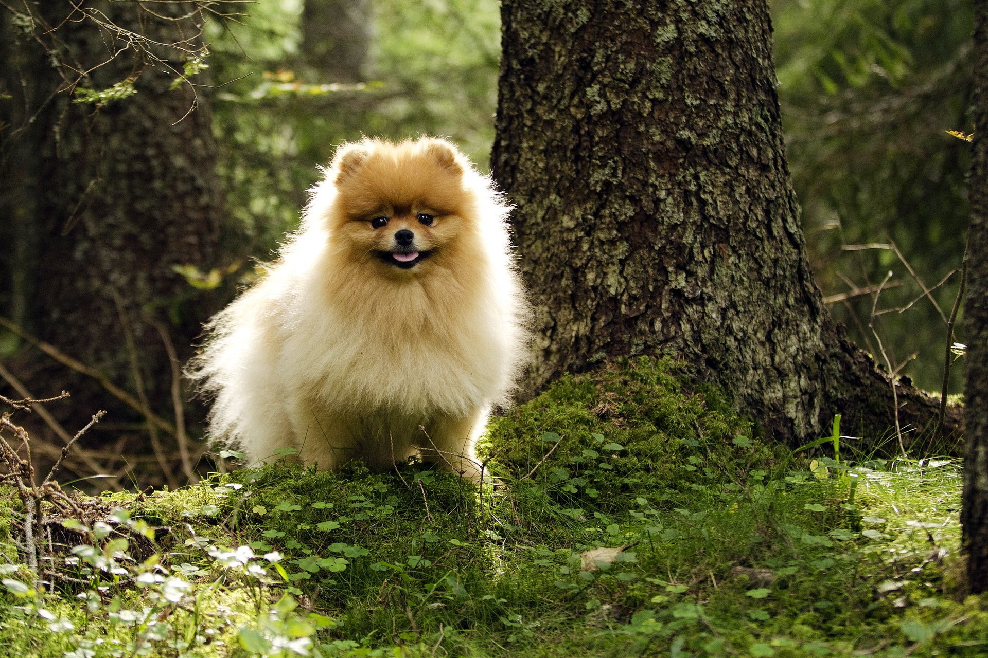 chien forêt été
