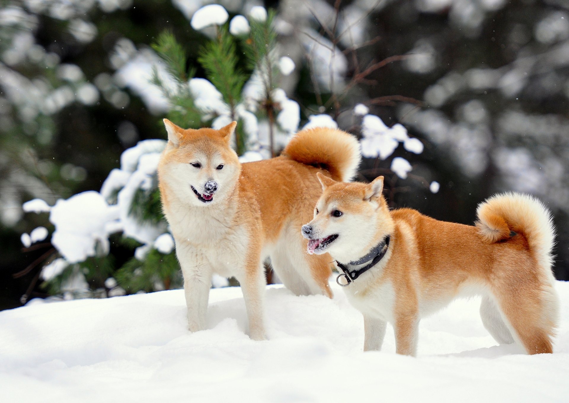 shiba inu hiver neige