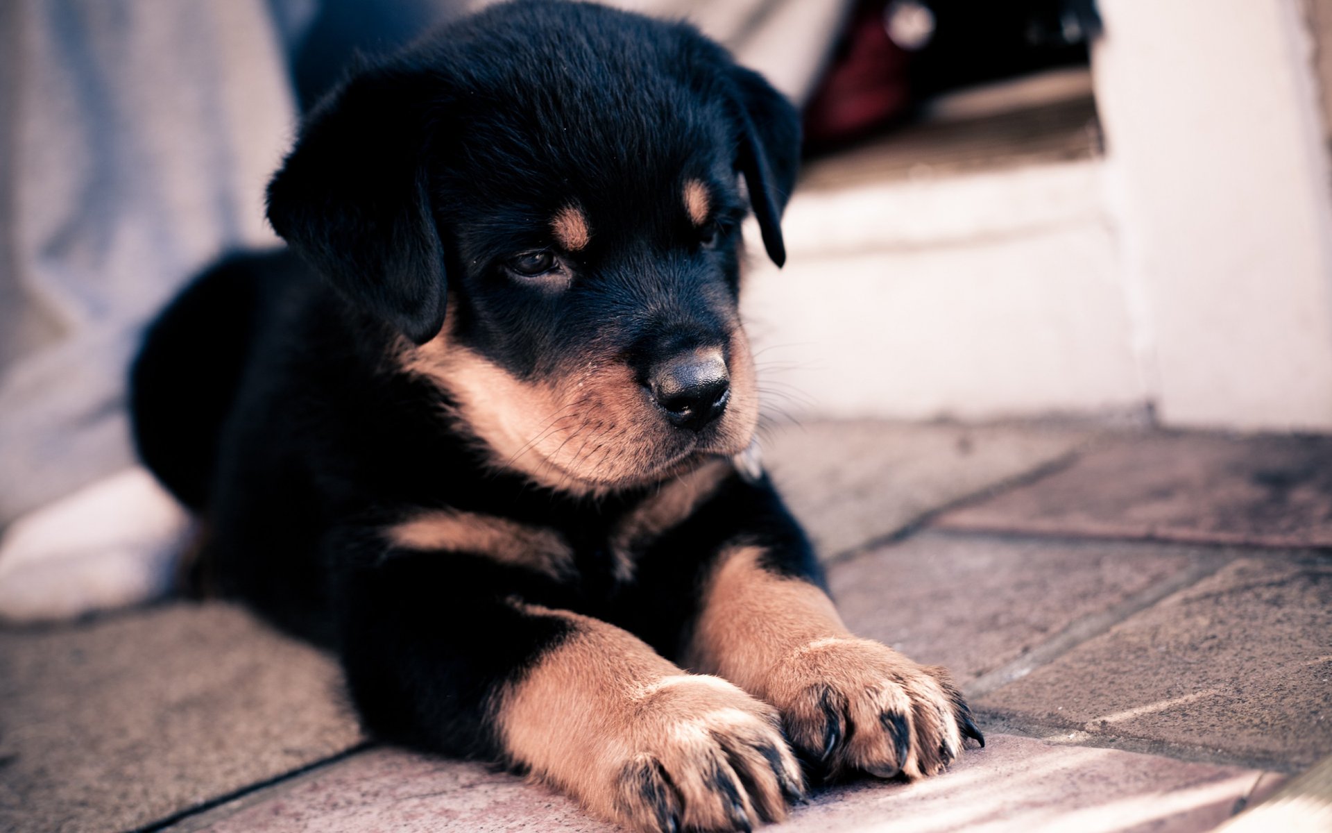 chien chiot berger yeux vue art