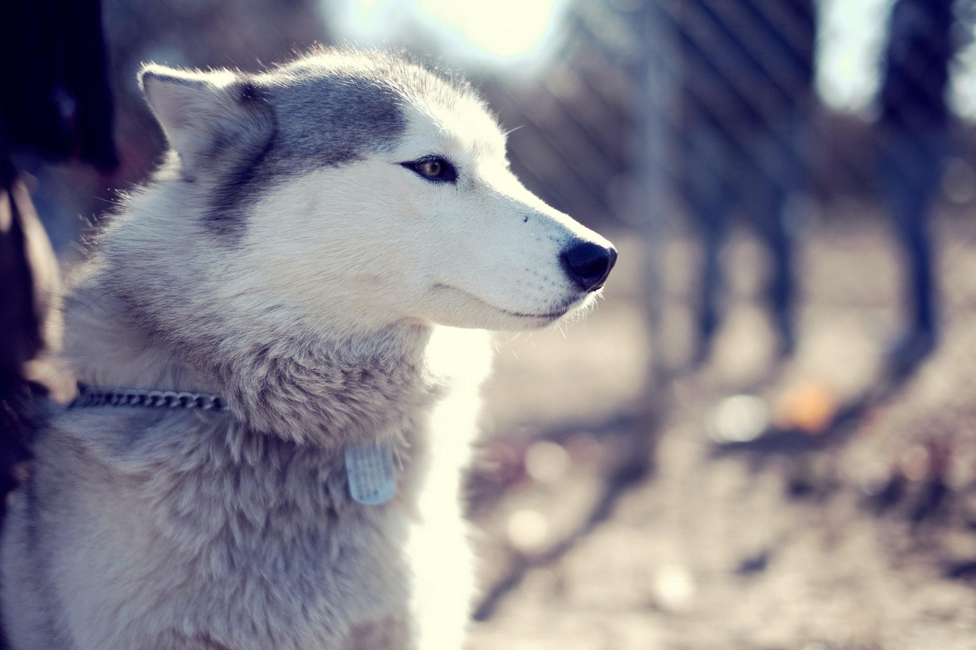 cane husky parco muso vista rauco