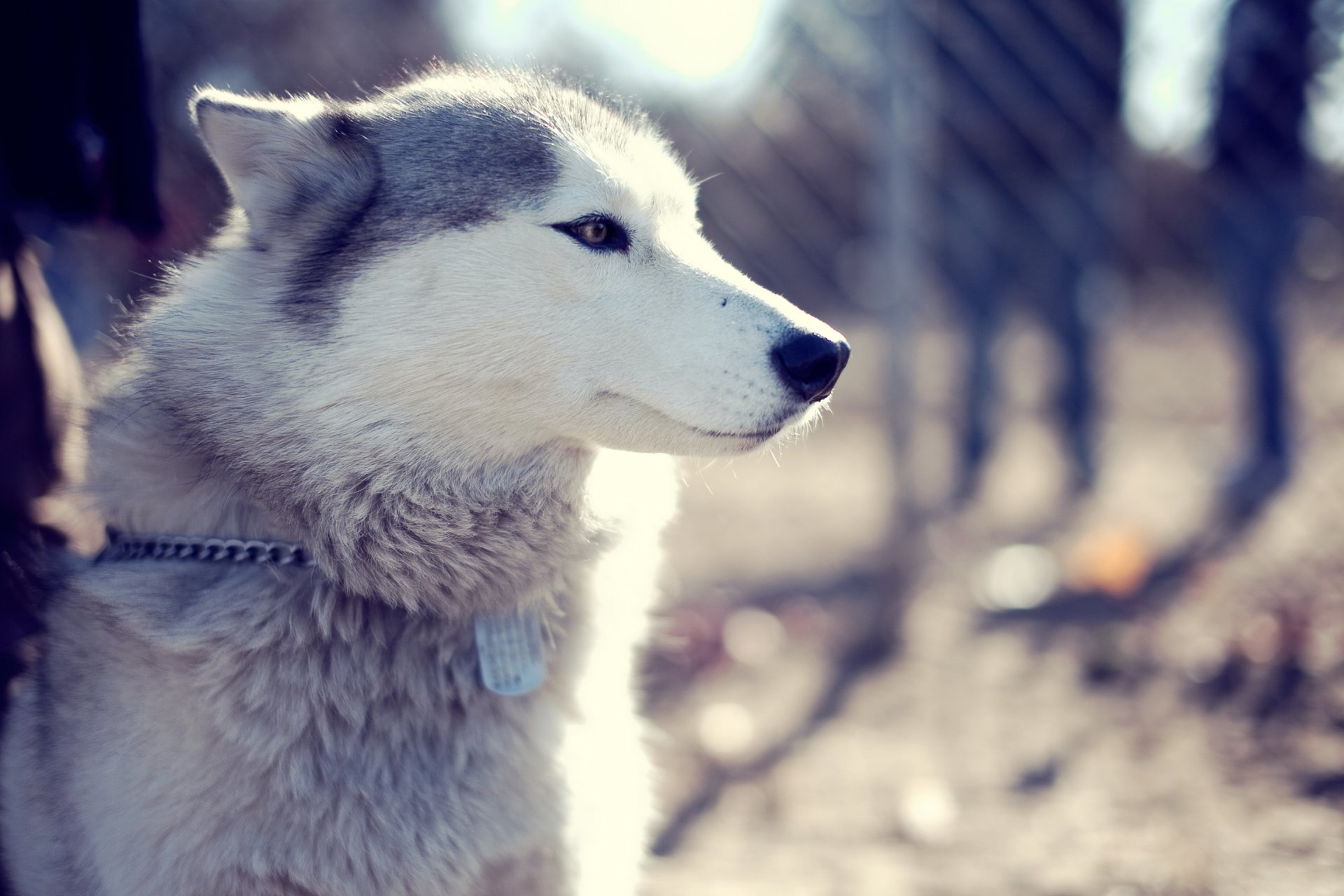 pies husky park pysk spojrzenie ochrypły