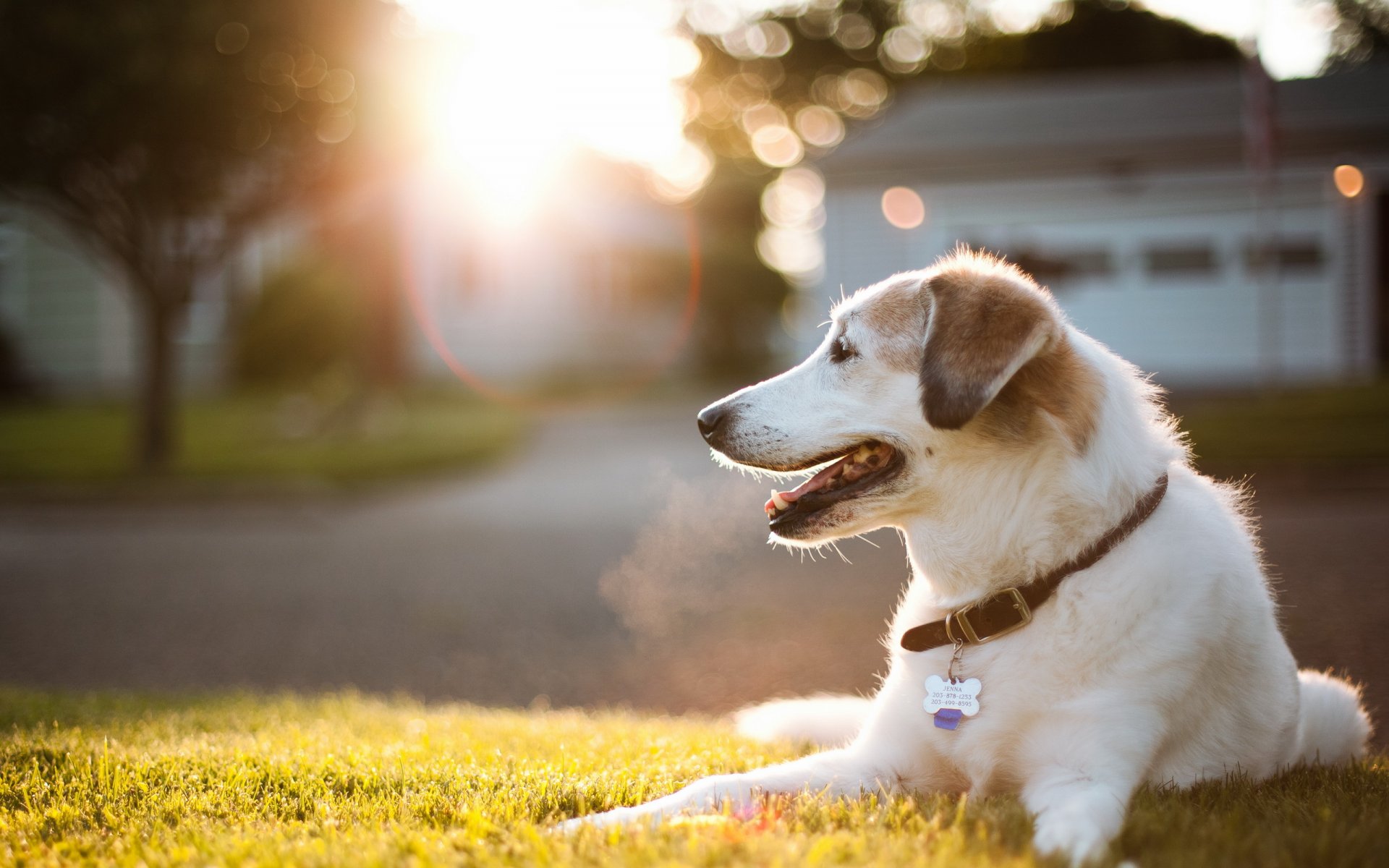 dog light street