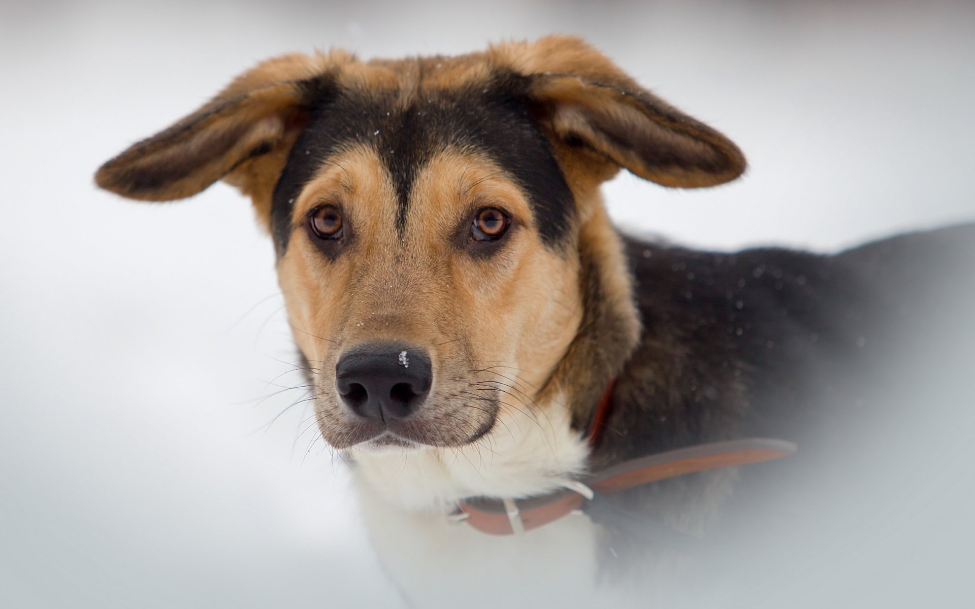chien ami regard