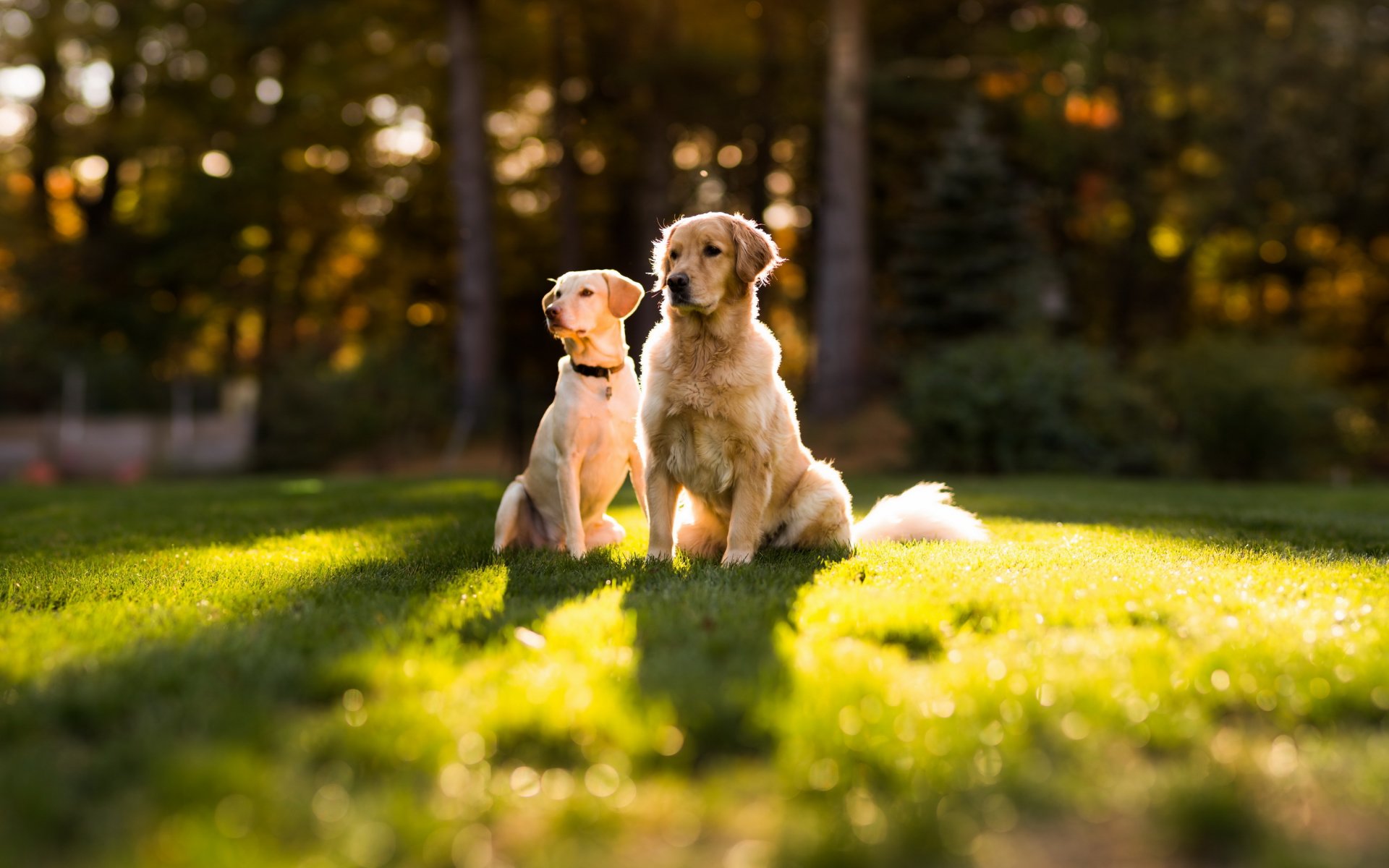 chiens couple été herbe chien