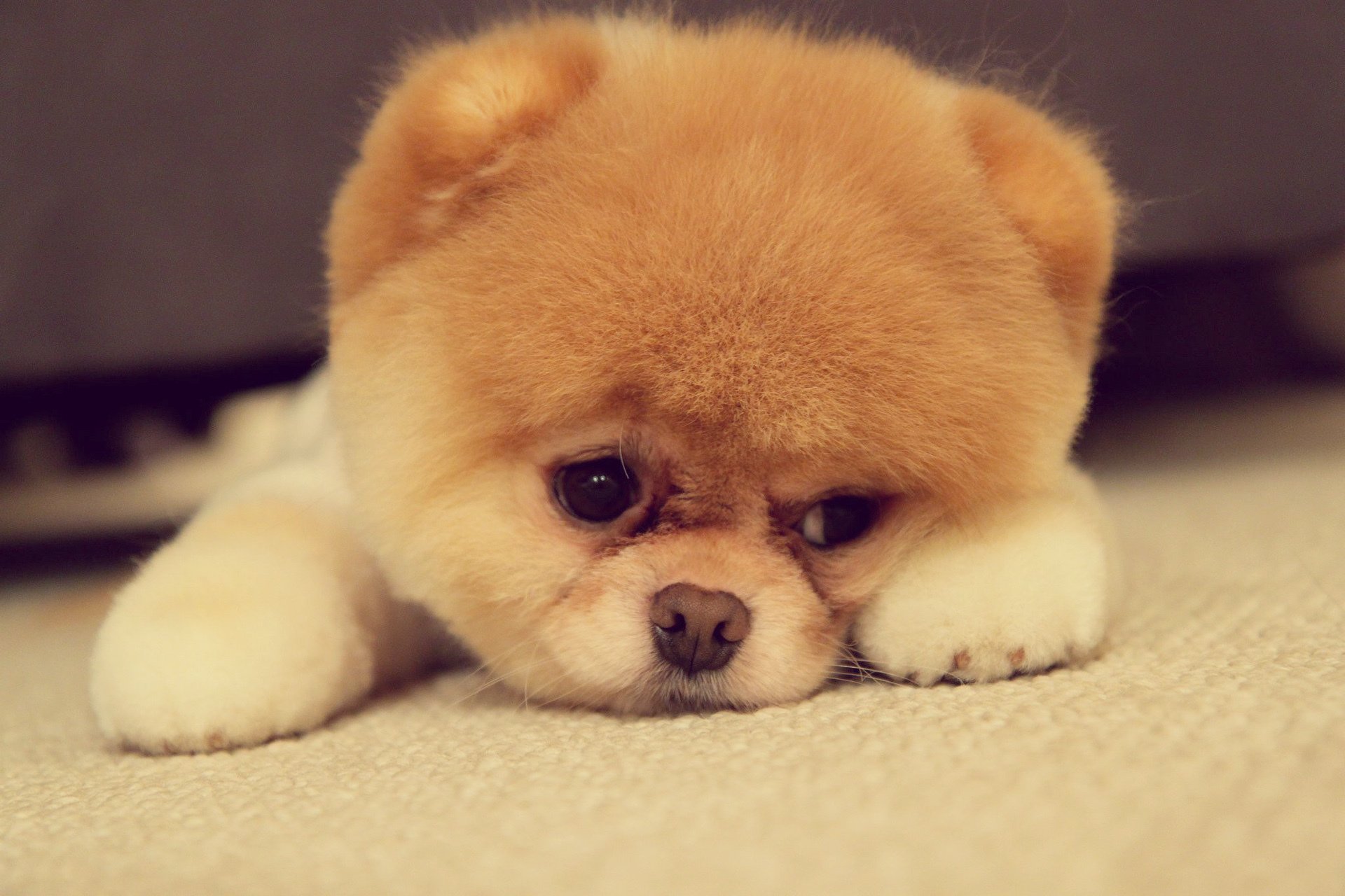pomerania cane razza muso naso occhi orecchie zampe