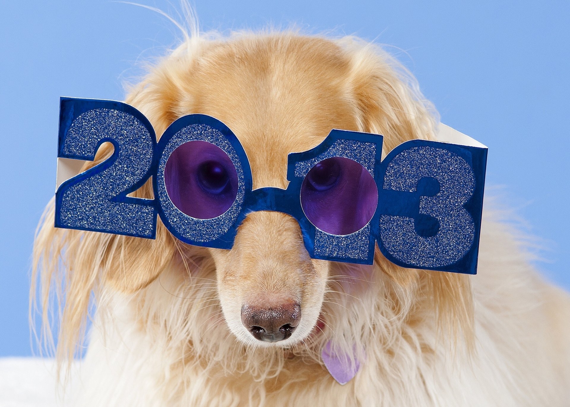 dackel brille 2013