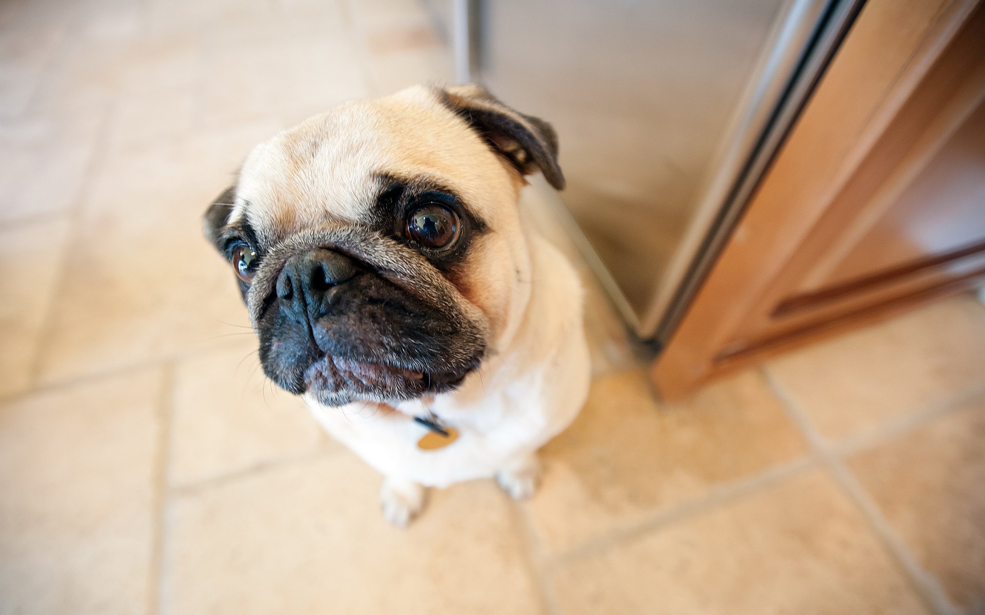 hund mops blick
