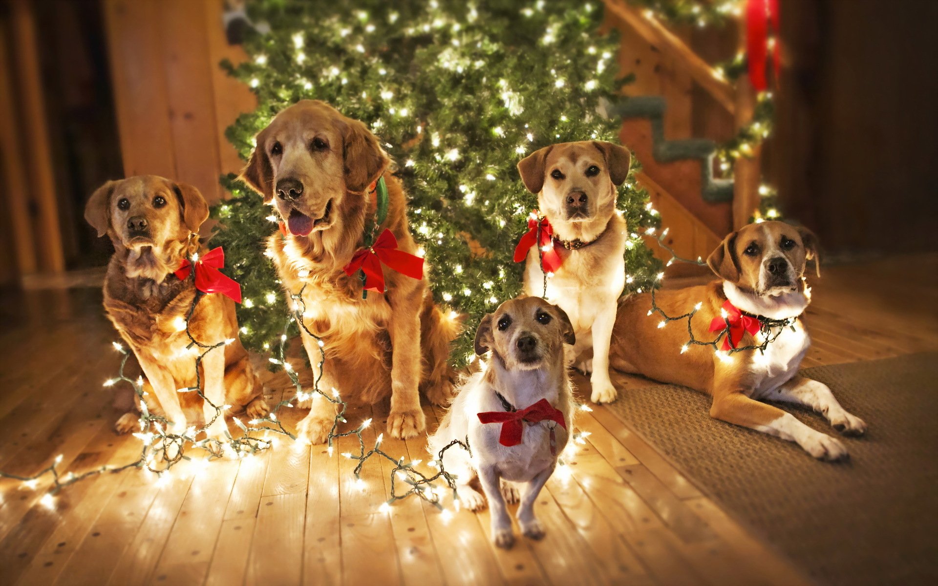 dogs holiday