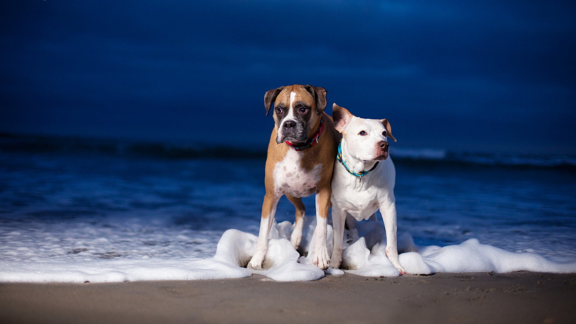 chiens mer fond