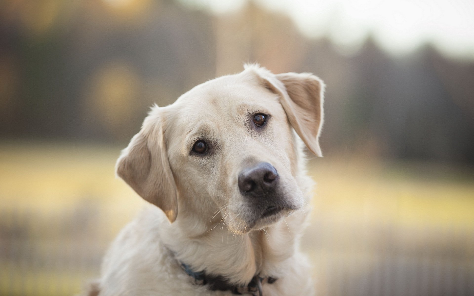 perro amigo mirada