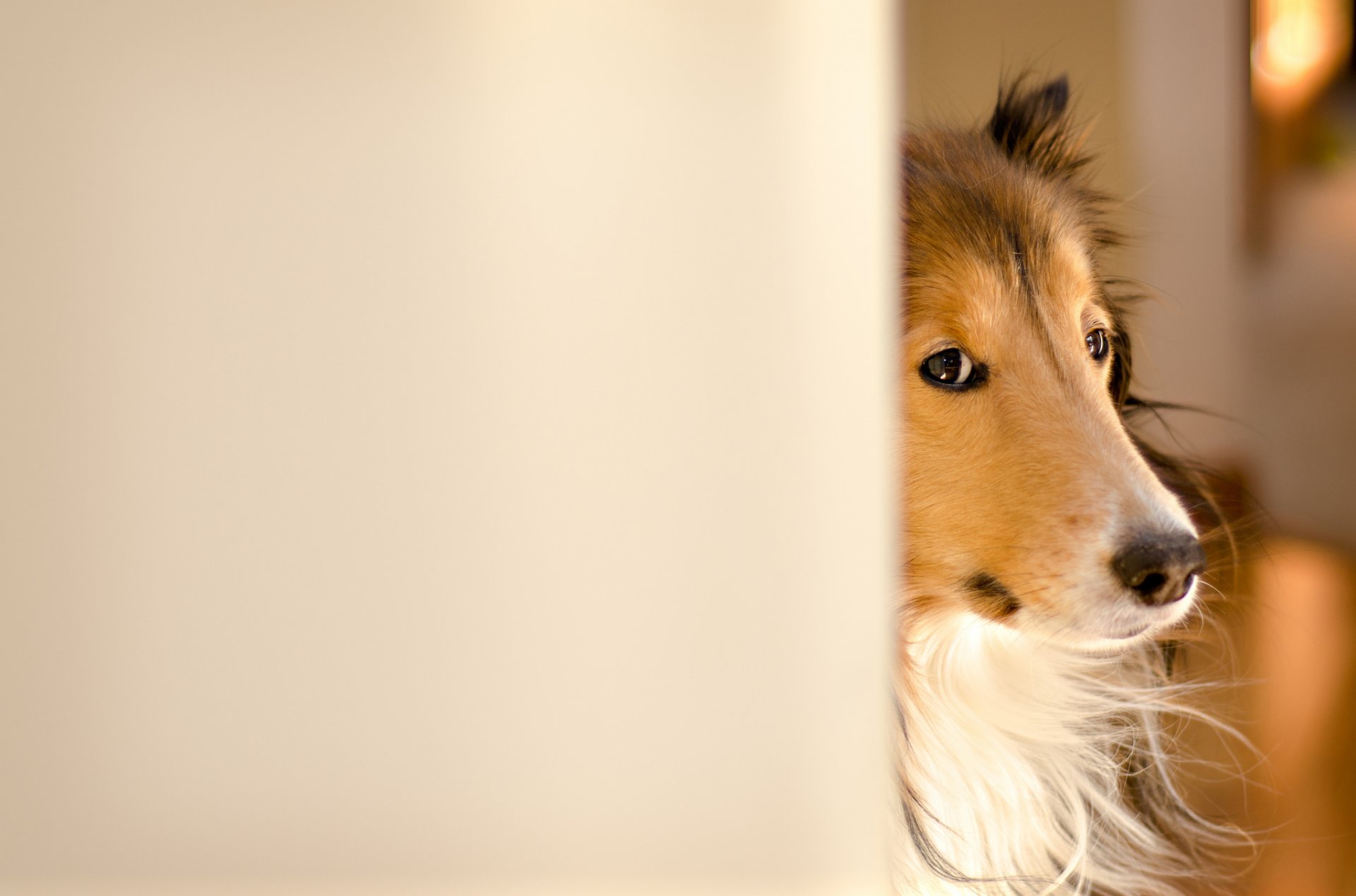 pies collie fergus zamieszanie ~ fotografia