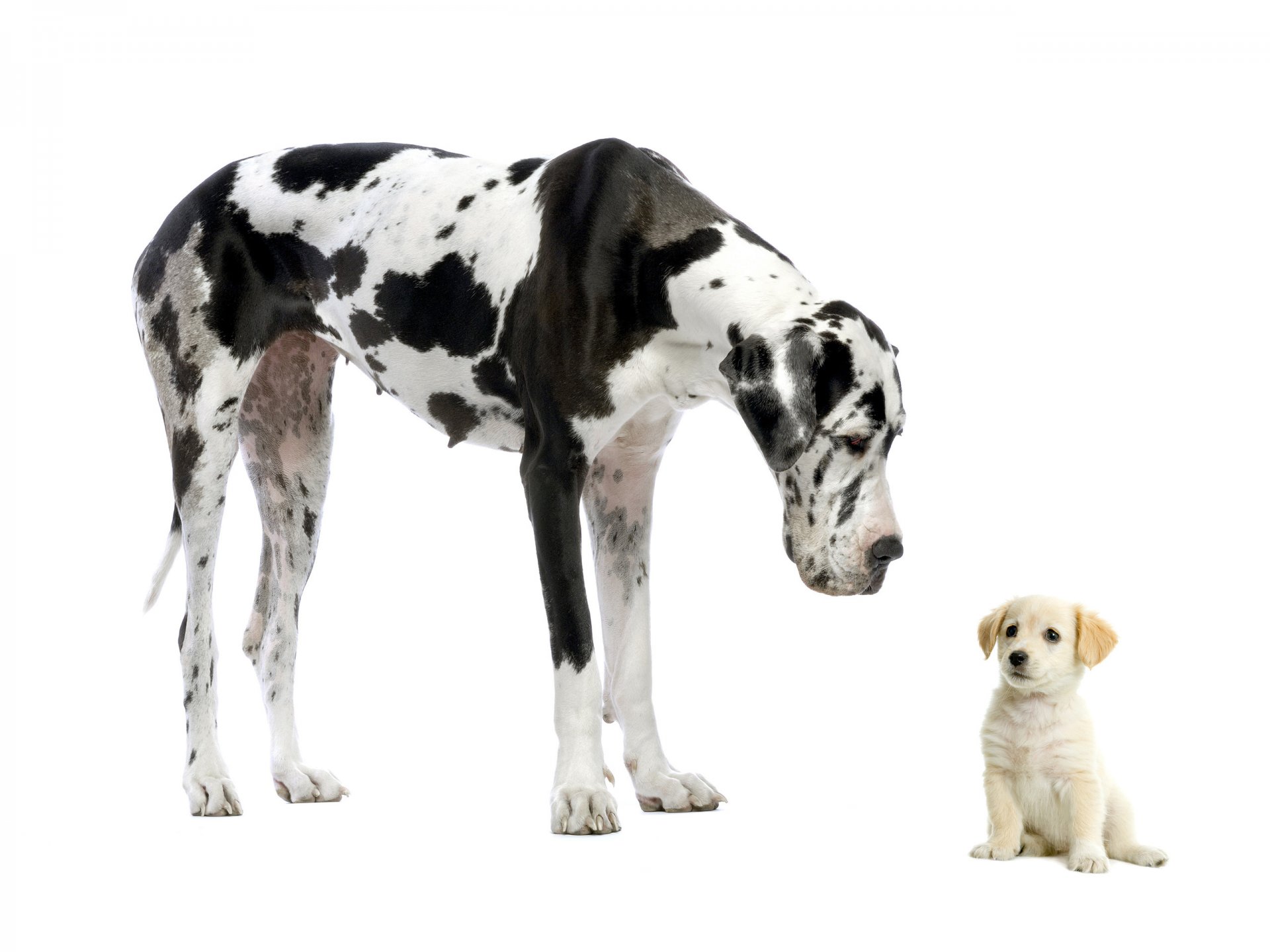 perros gran danés cachorro