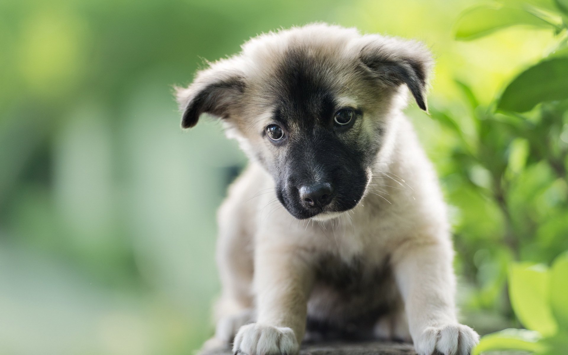 dog puppy view