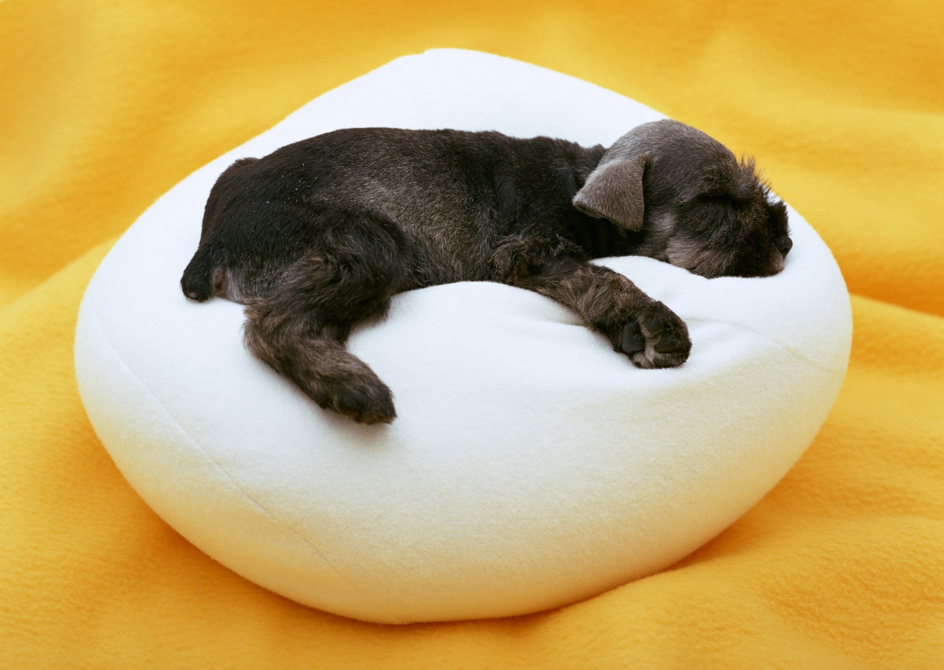 cane cucciolo bambino sonno cuscino
