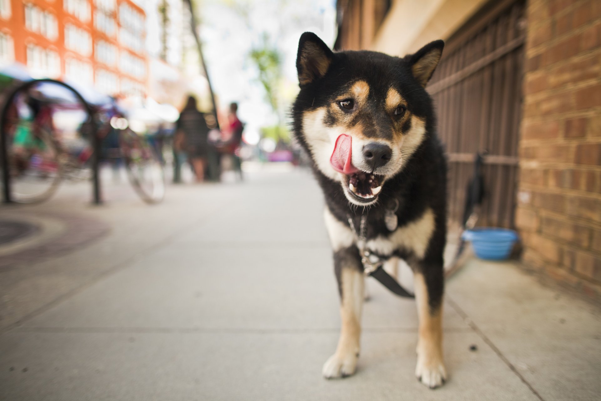 chien regard langue shiba inu