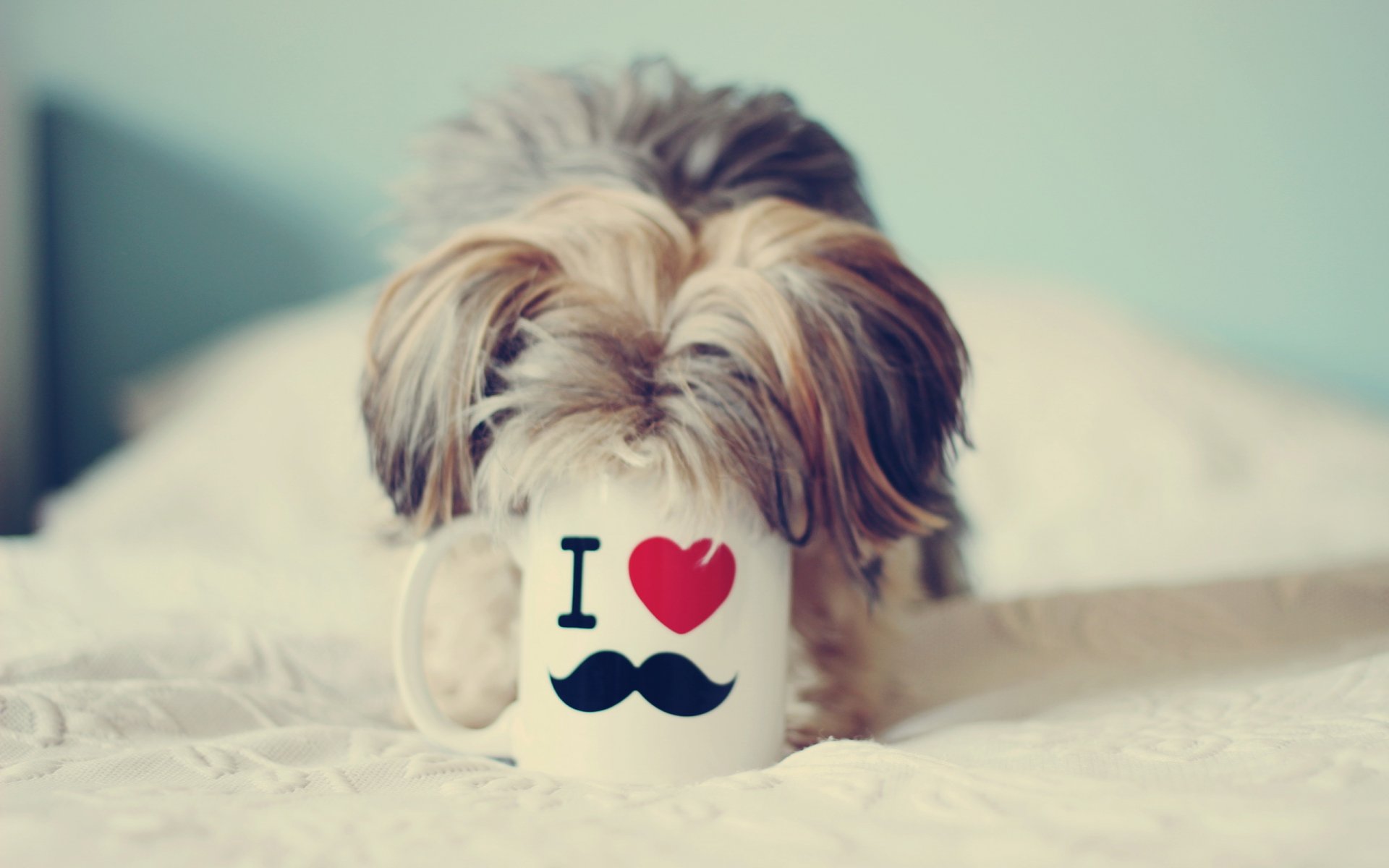 hund tasse haus