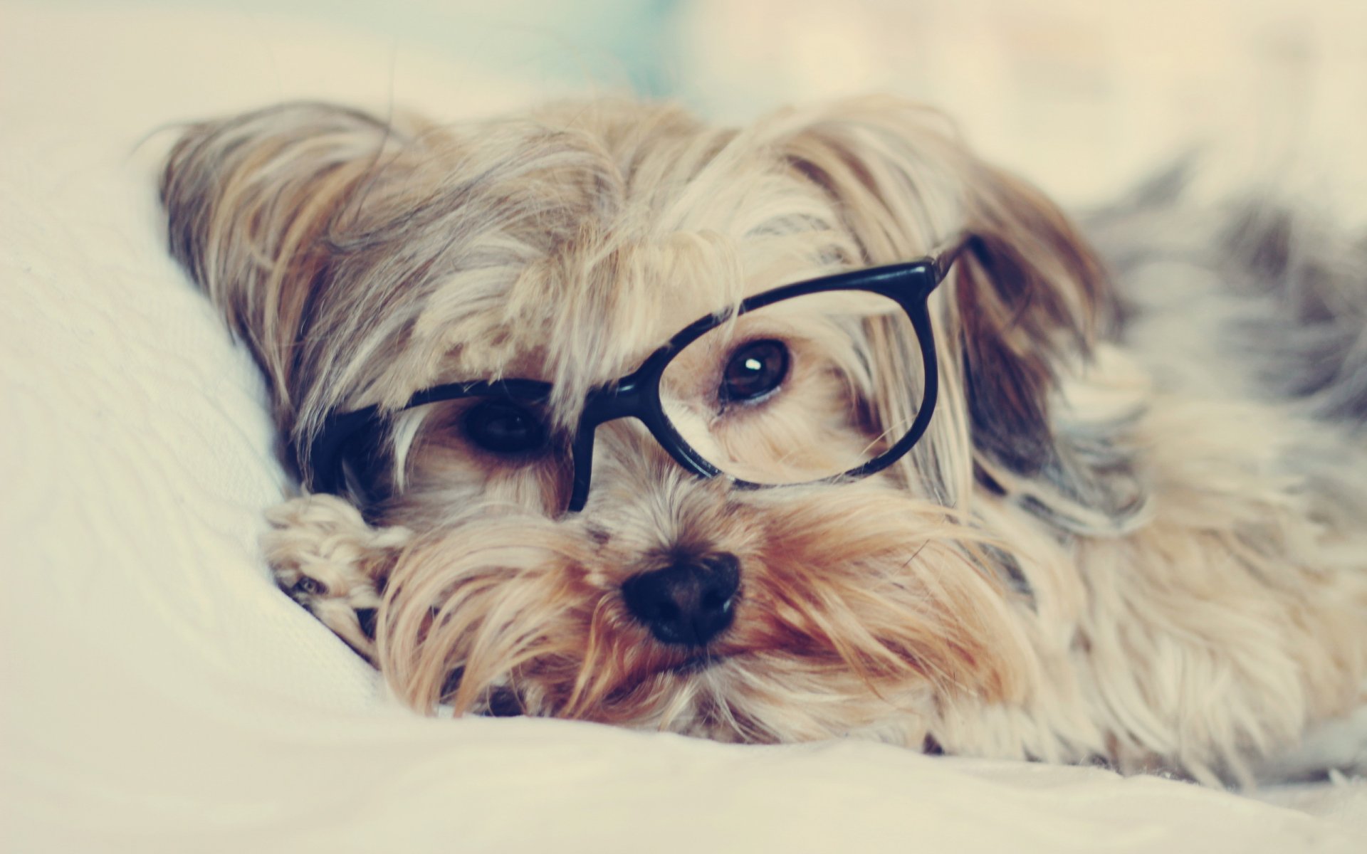 hund blick brille