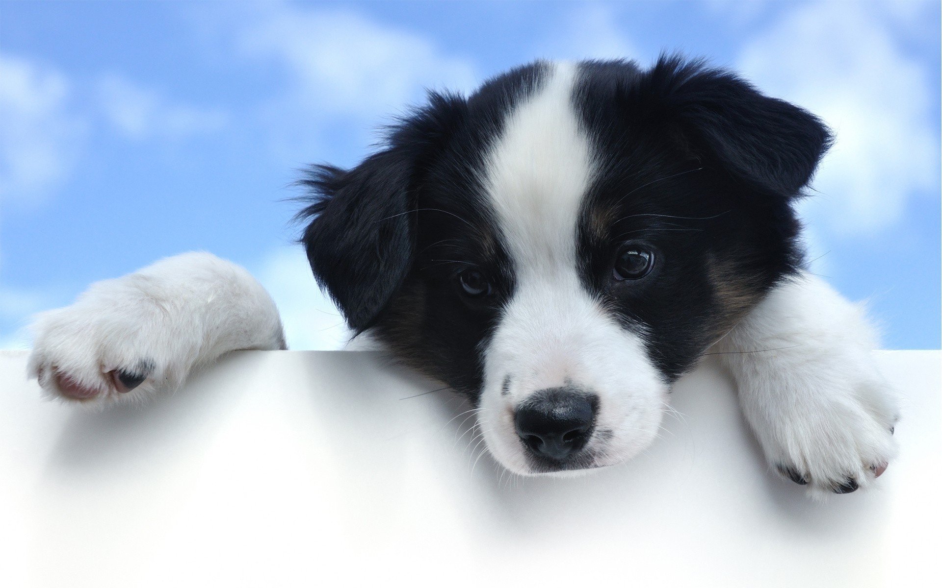 dog feet eyes view sky face