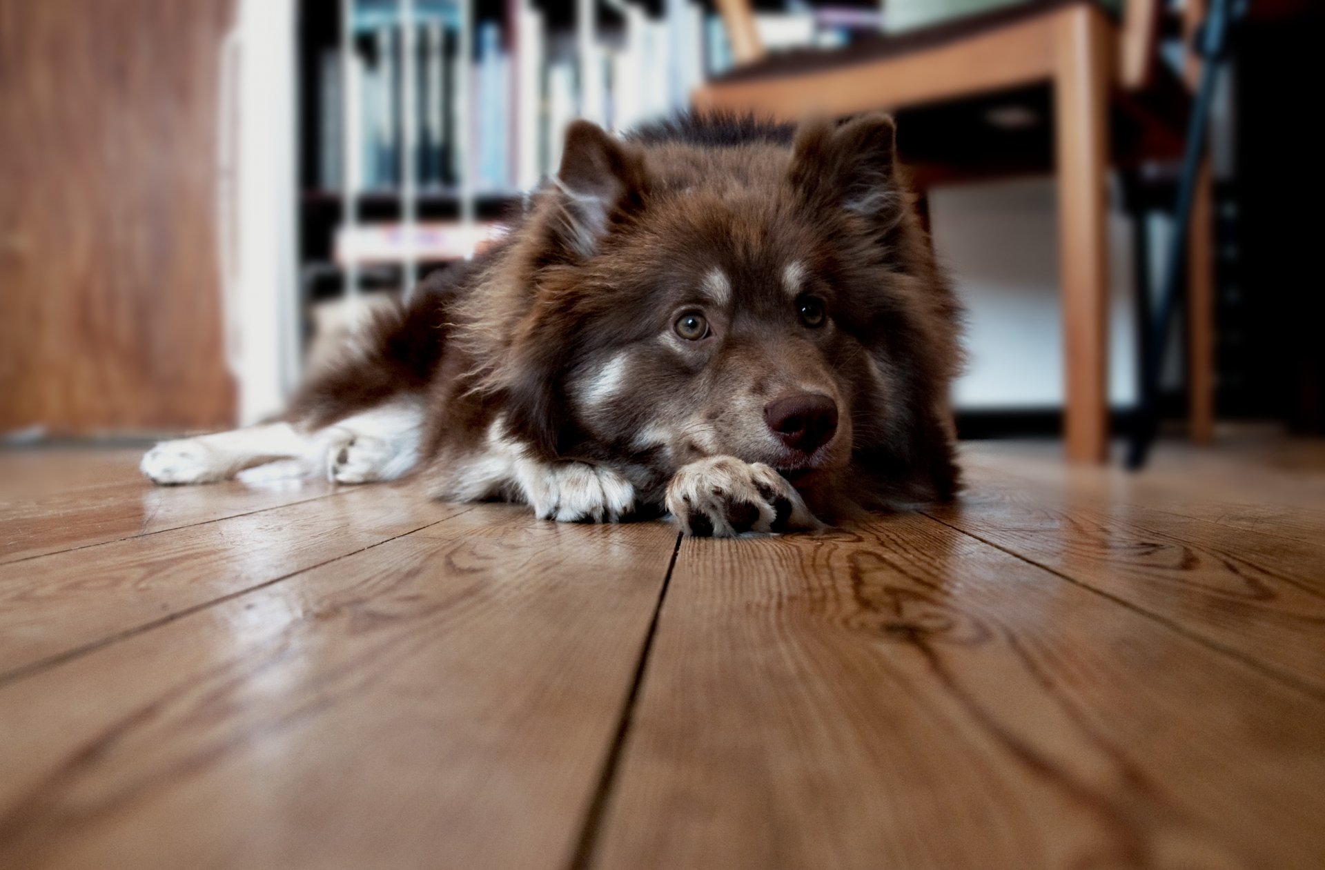 chien plancher maison