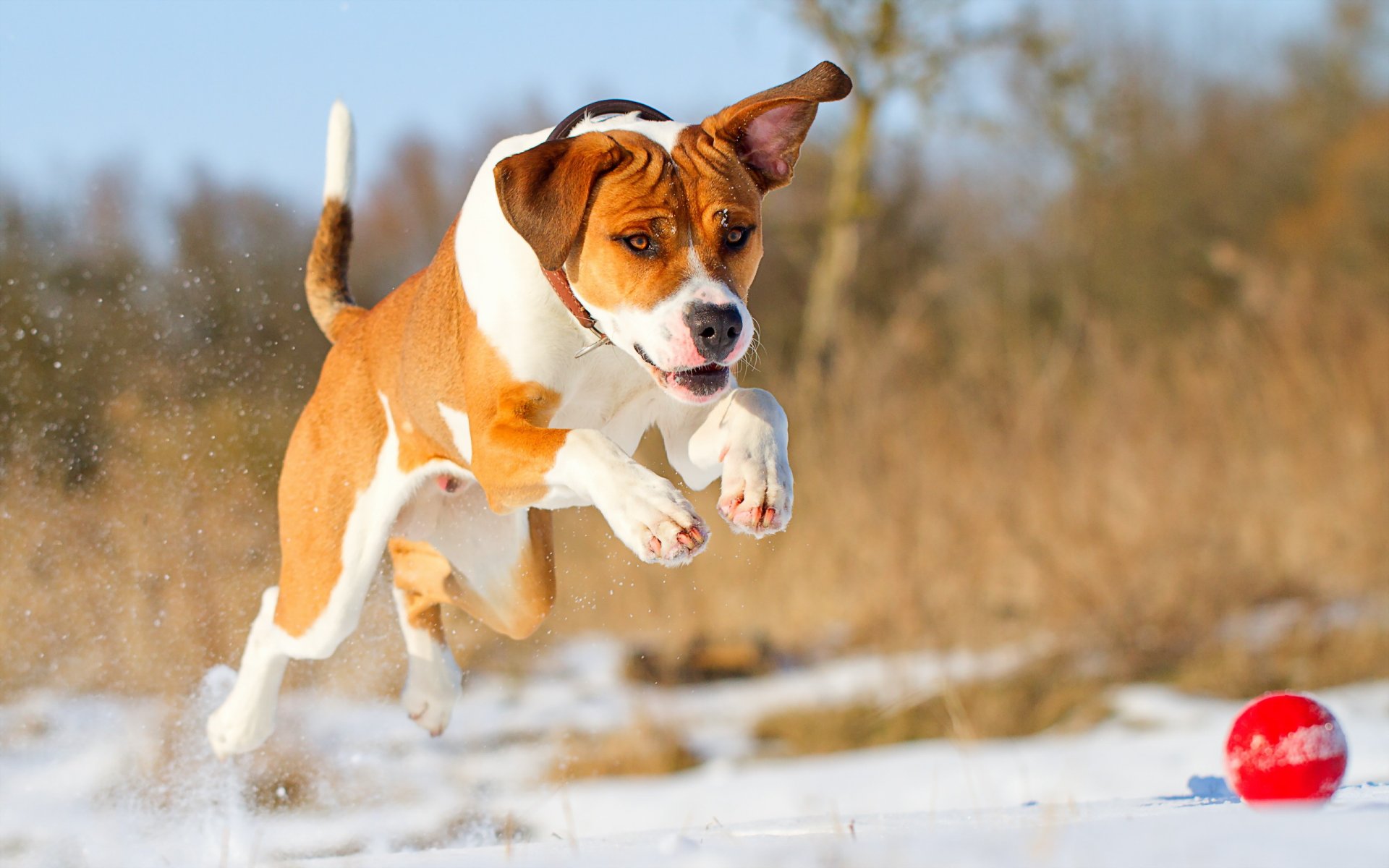 chien ami courir