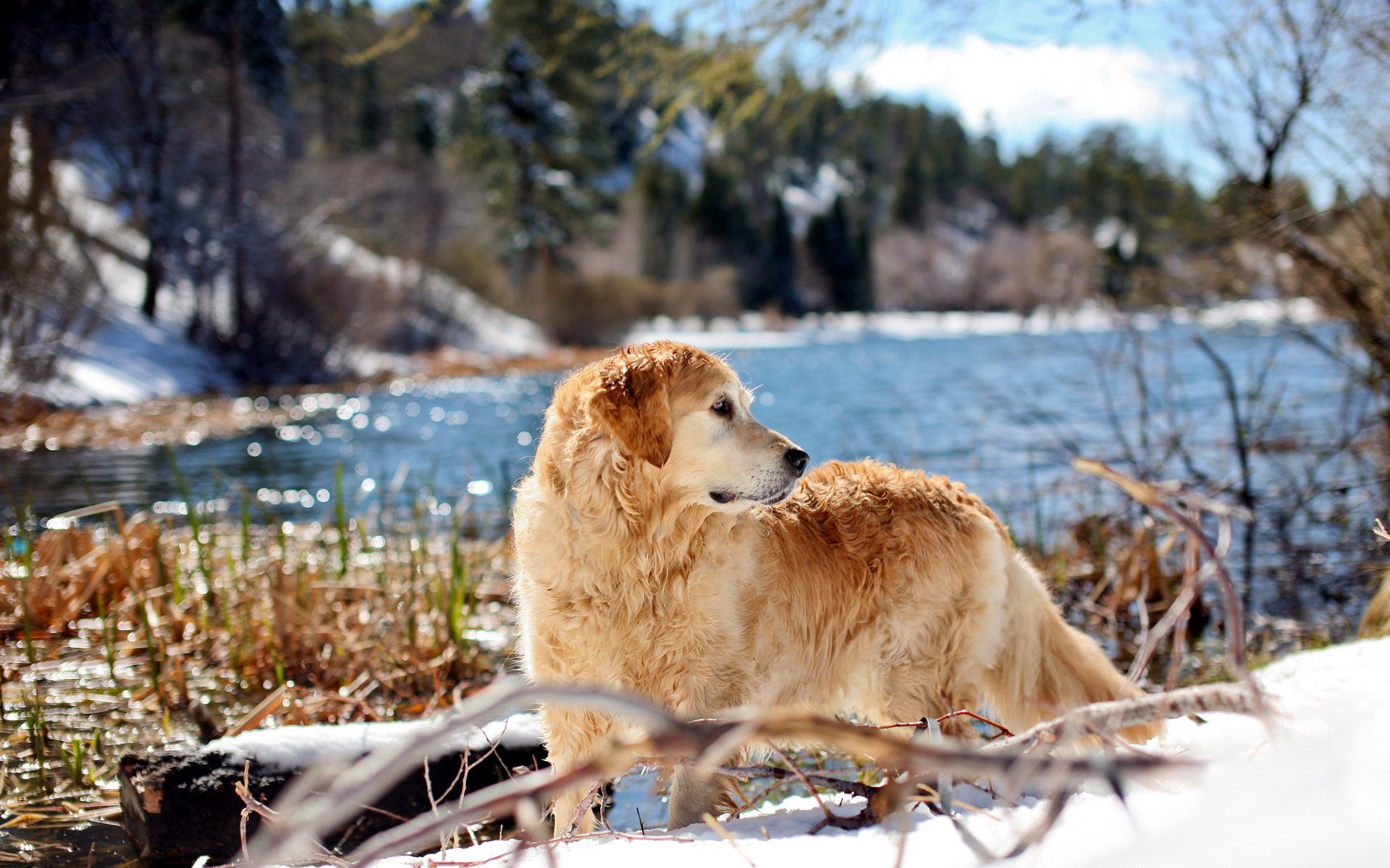 perro retriever naturaleza