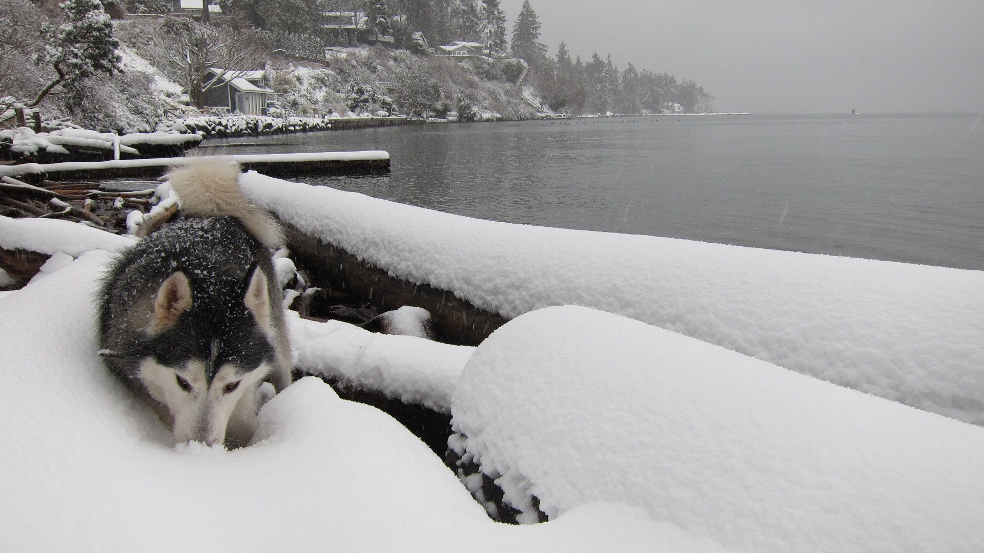perro invierno río laika