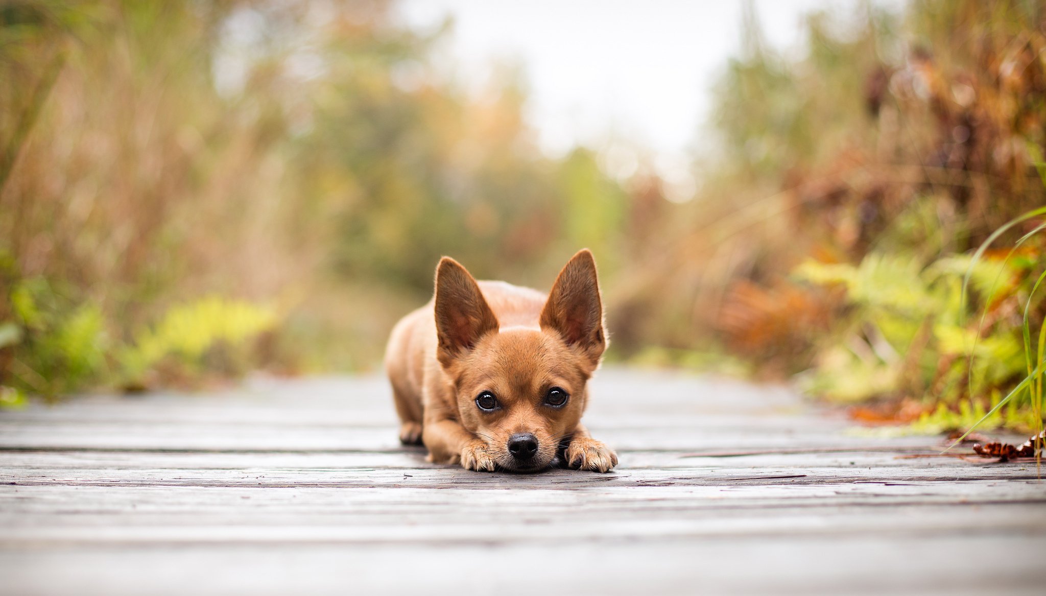 dog view blur