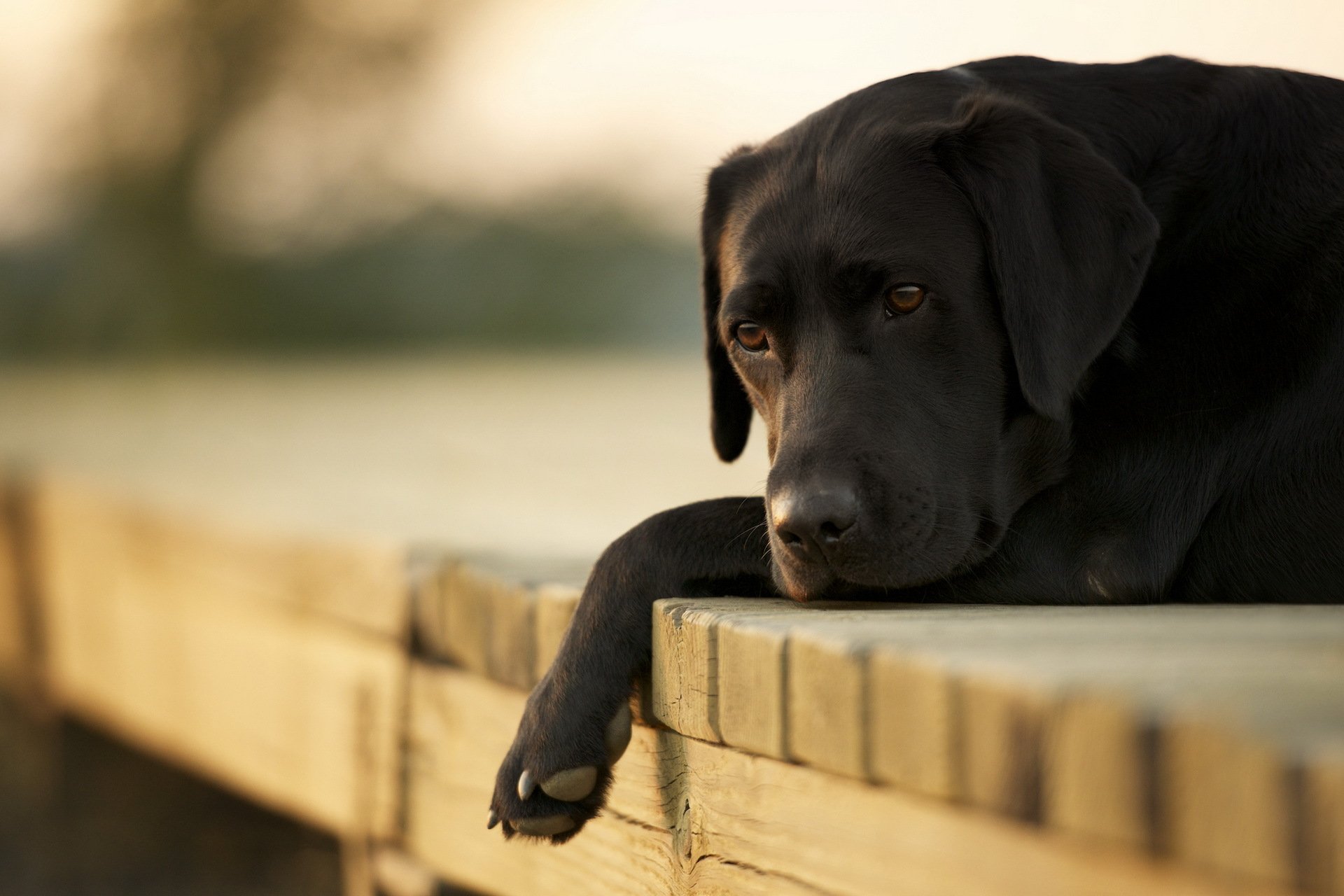 chien pont gros plan