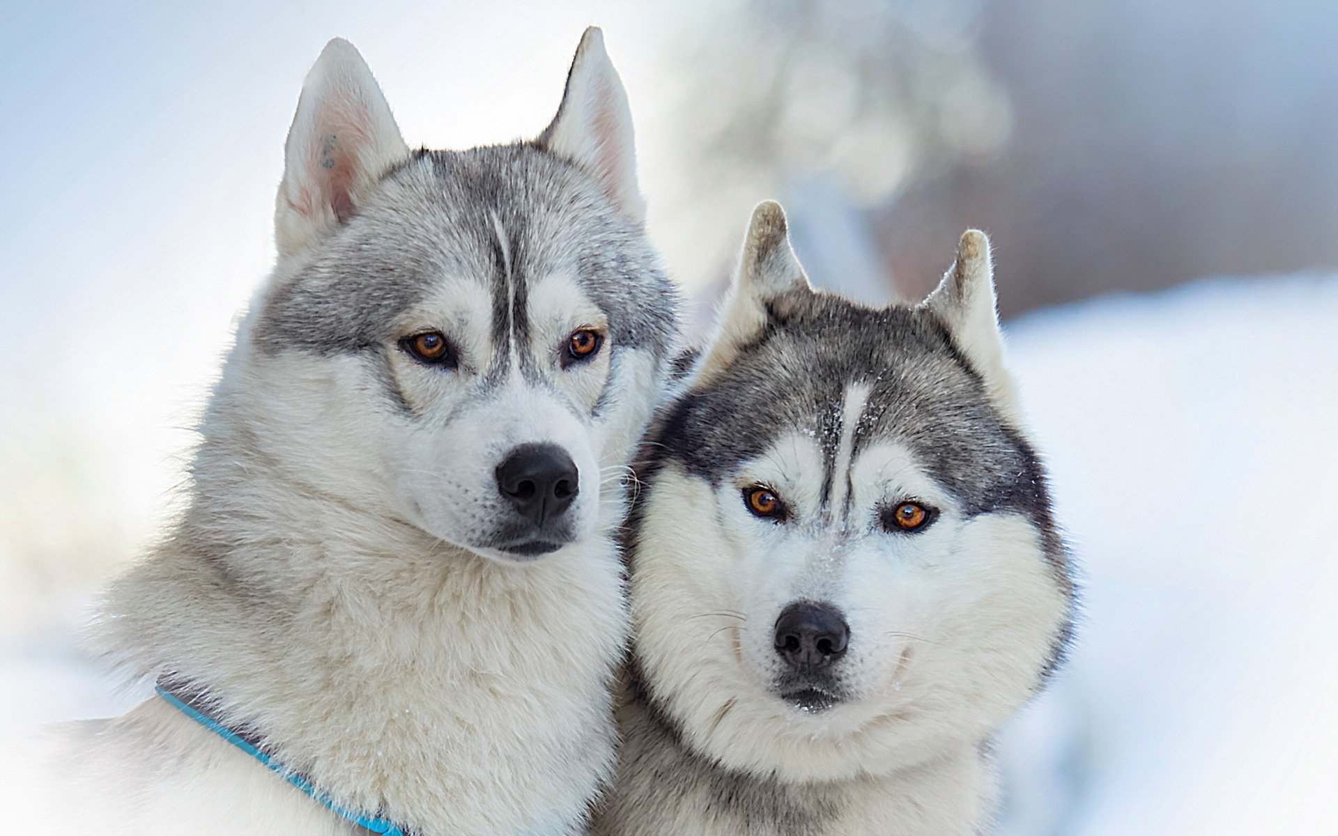 perros amigos belleza