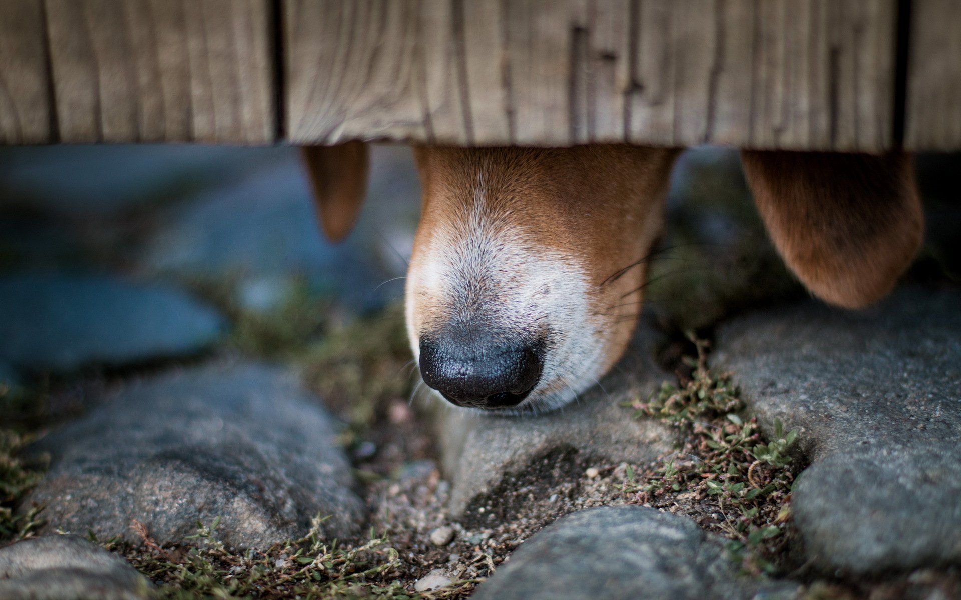 perro nariz macro