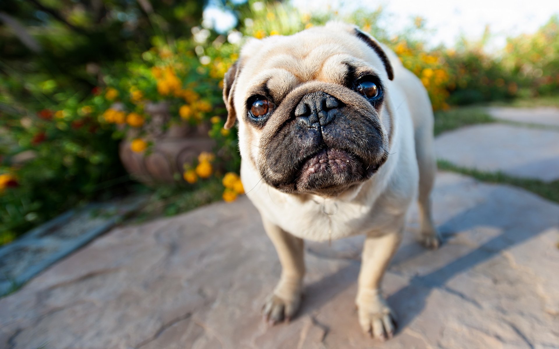 hund mops blick