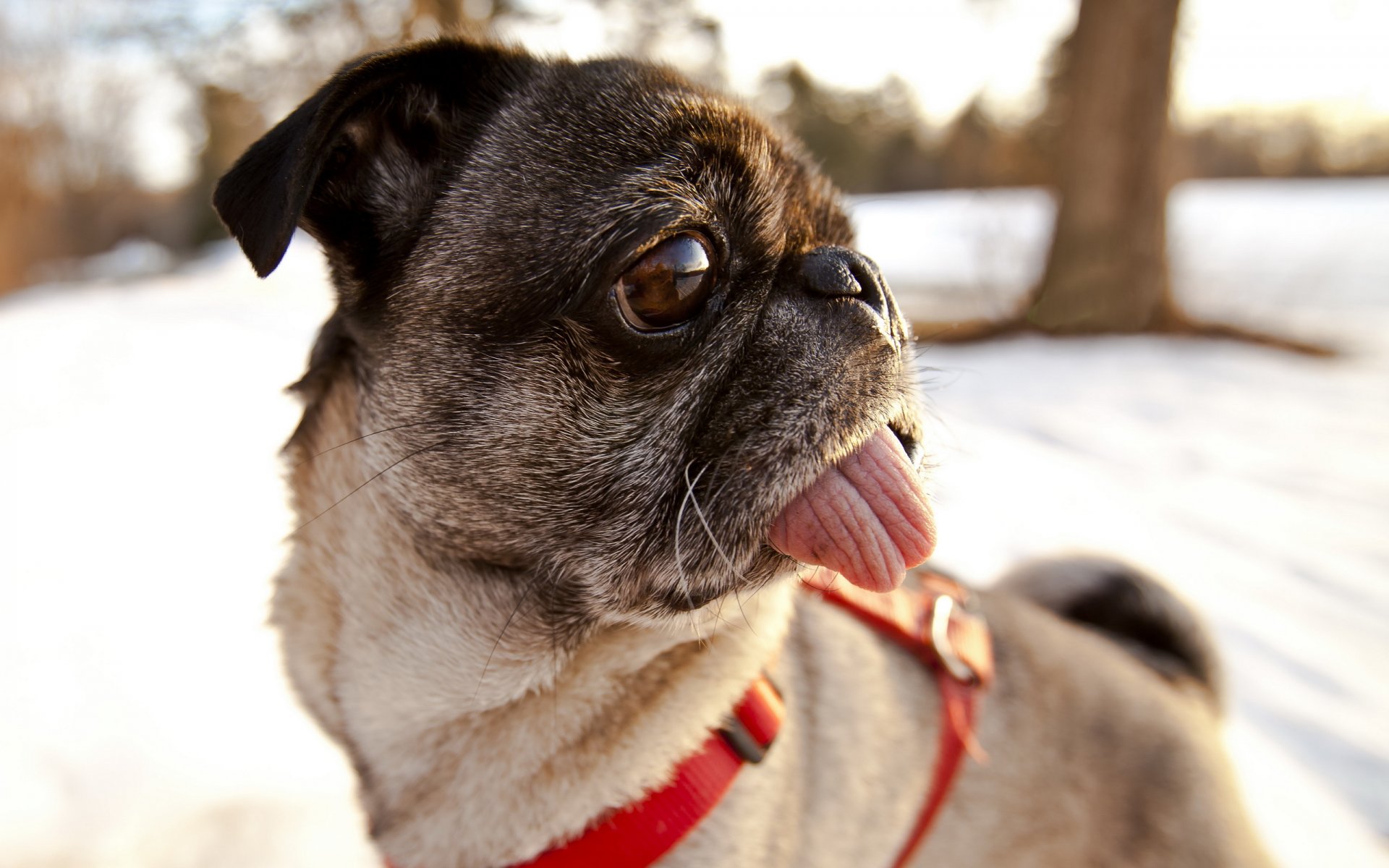 hund mops blick