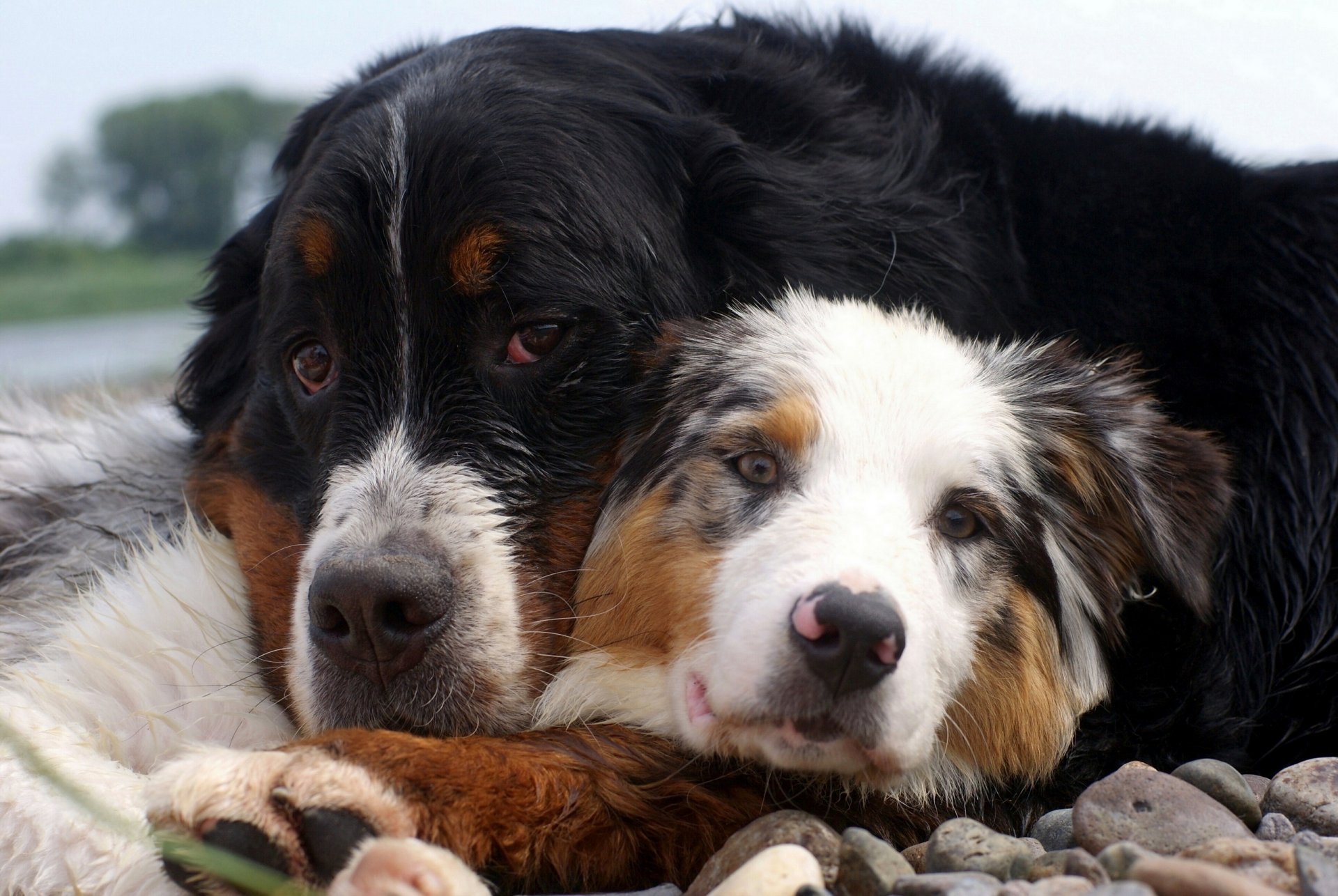 perros amigos piedras