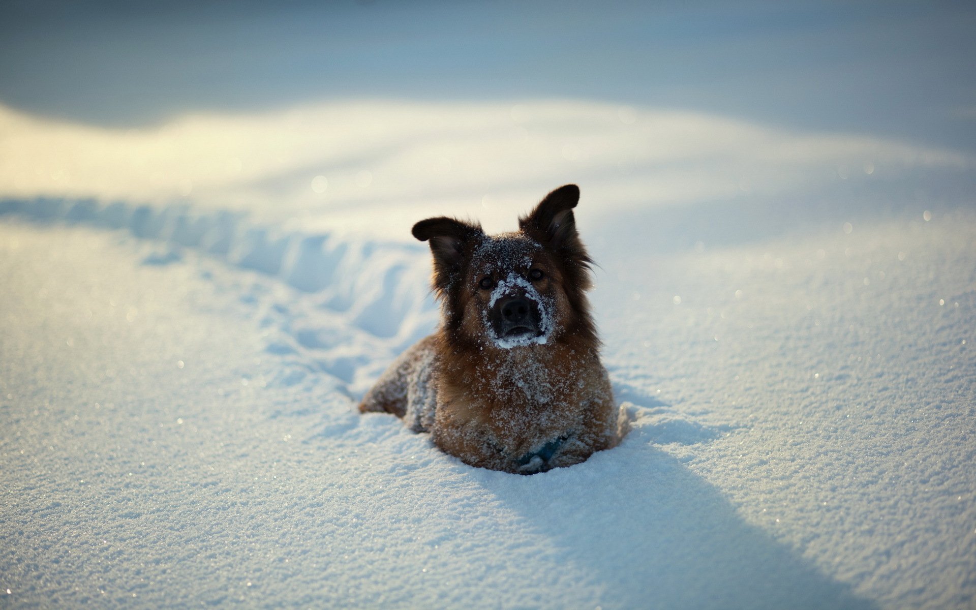 cane neve inverno