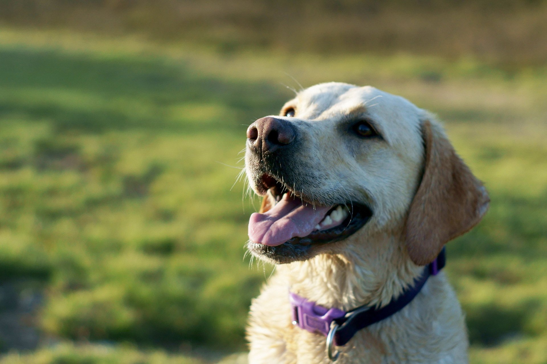 perro campo fondo