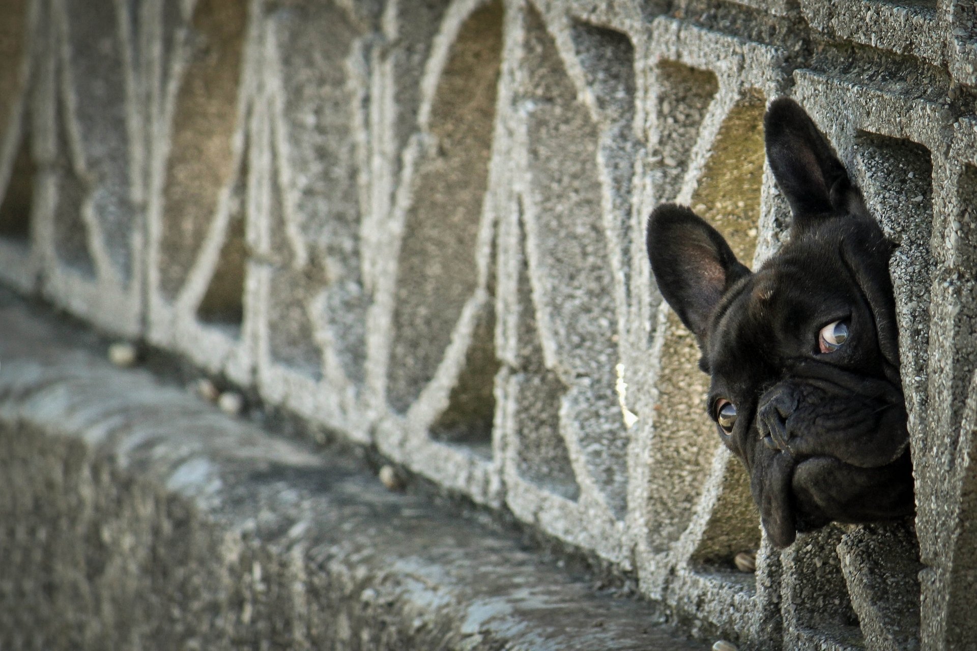 bouledogue français museau regard