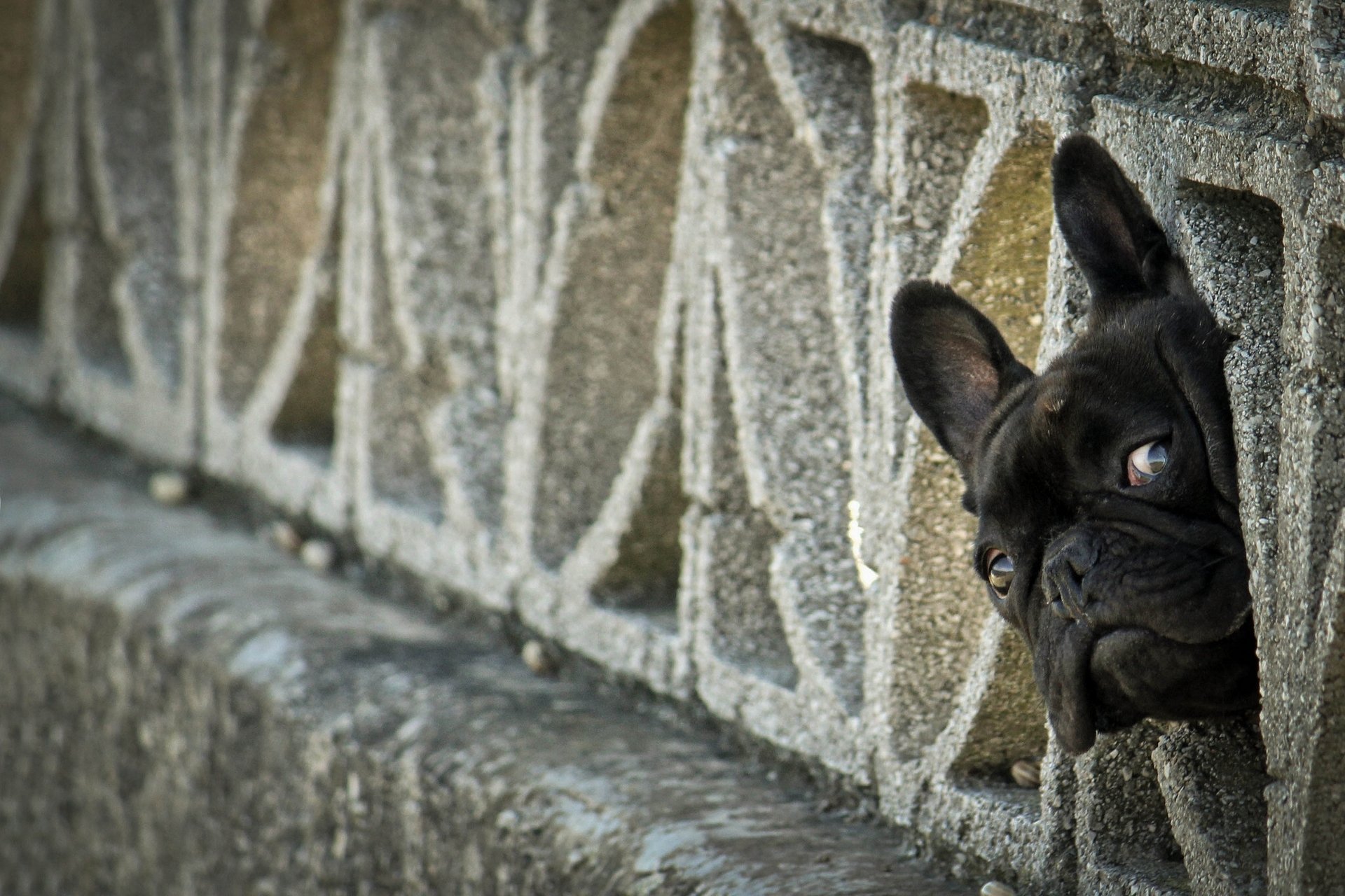 bulldog francese muso sguardo