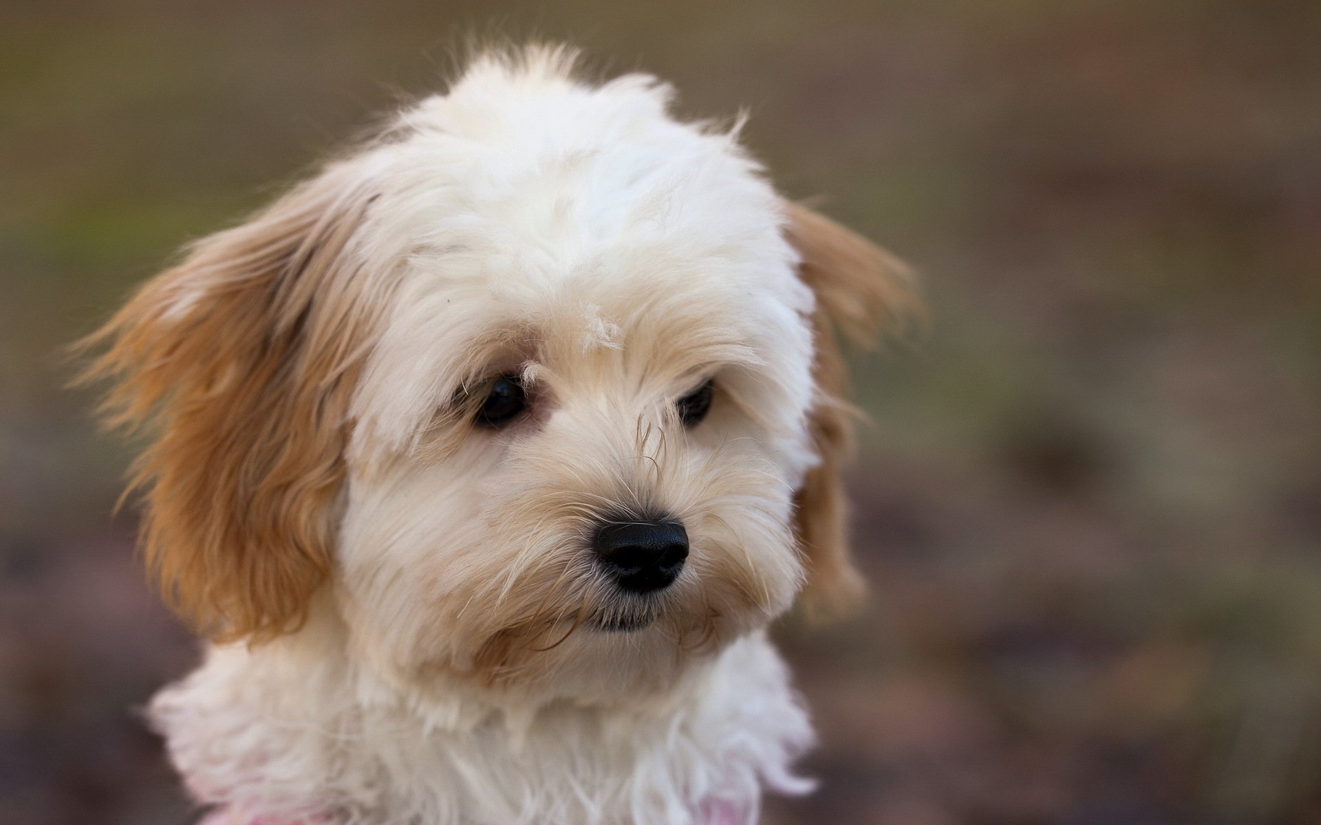 chien vue fond