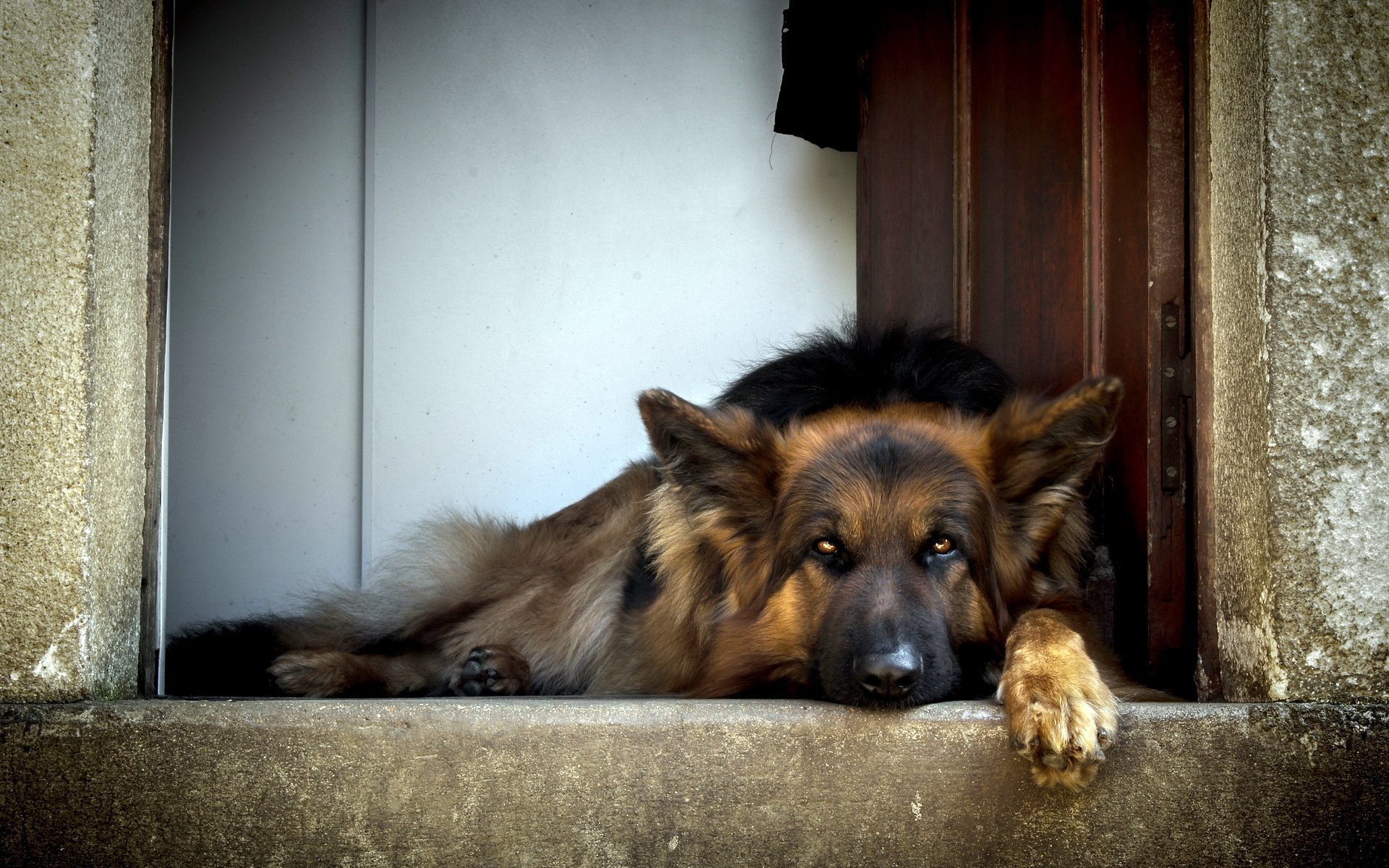 dog other shepherd