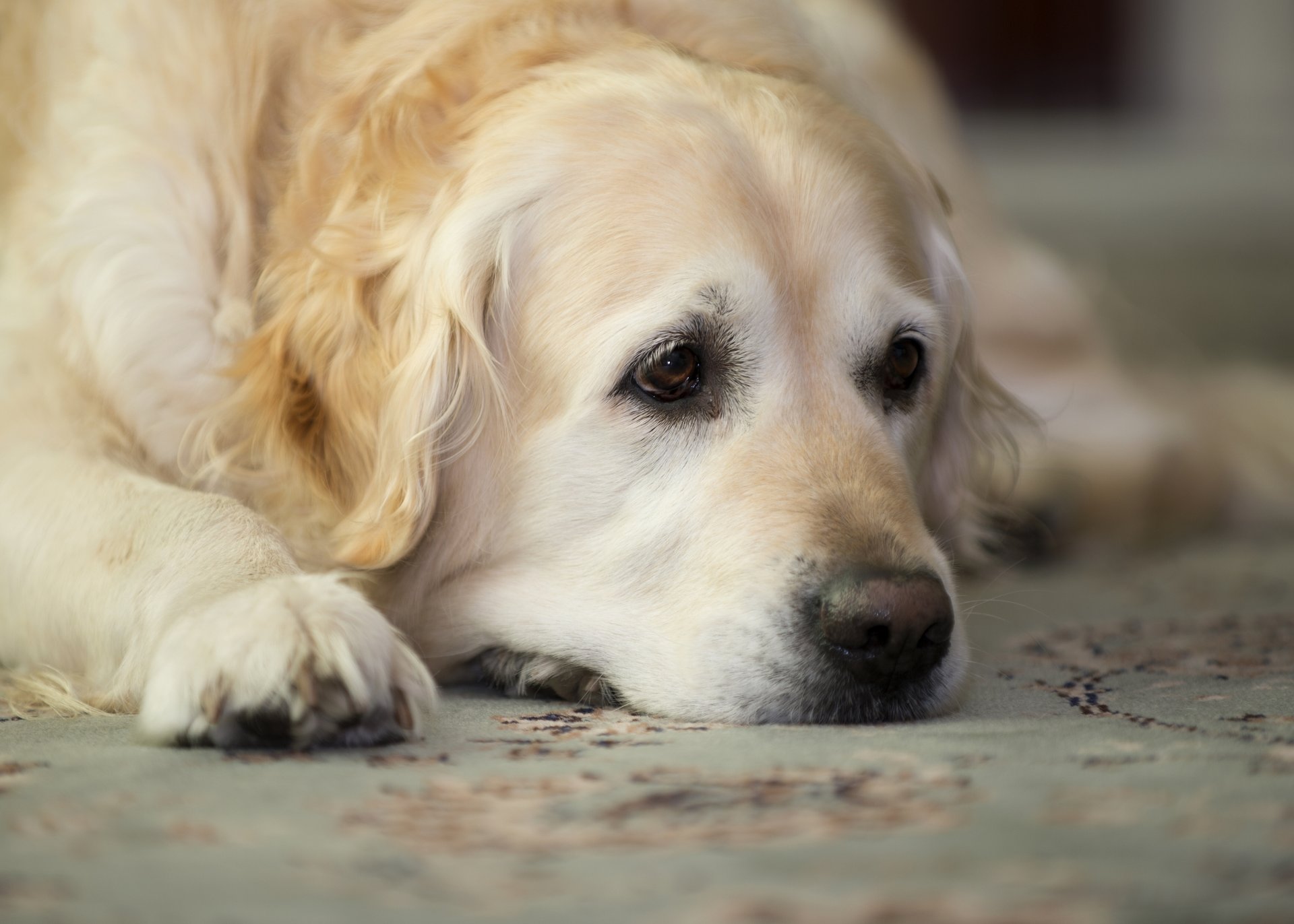 golden retriever golden retriever vacanze